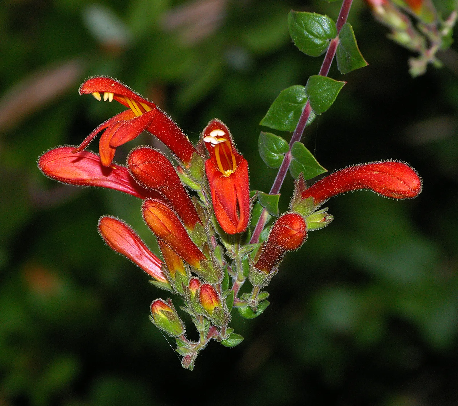 Heartleaf Keckiella (Keckiella Cordifolia) — drought-tolerant landscape
