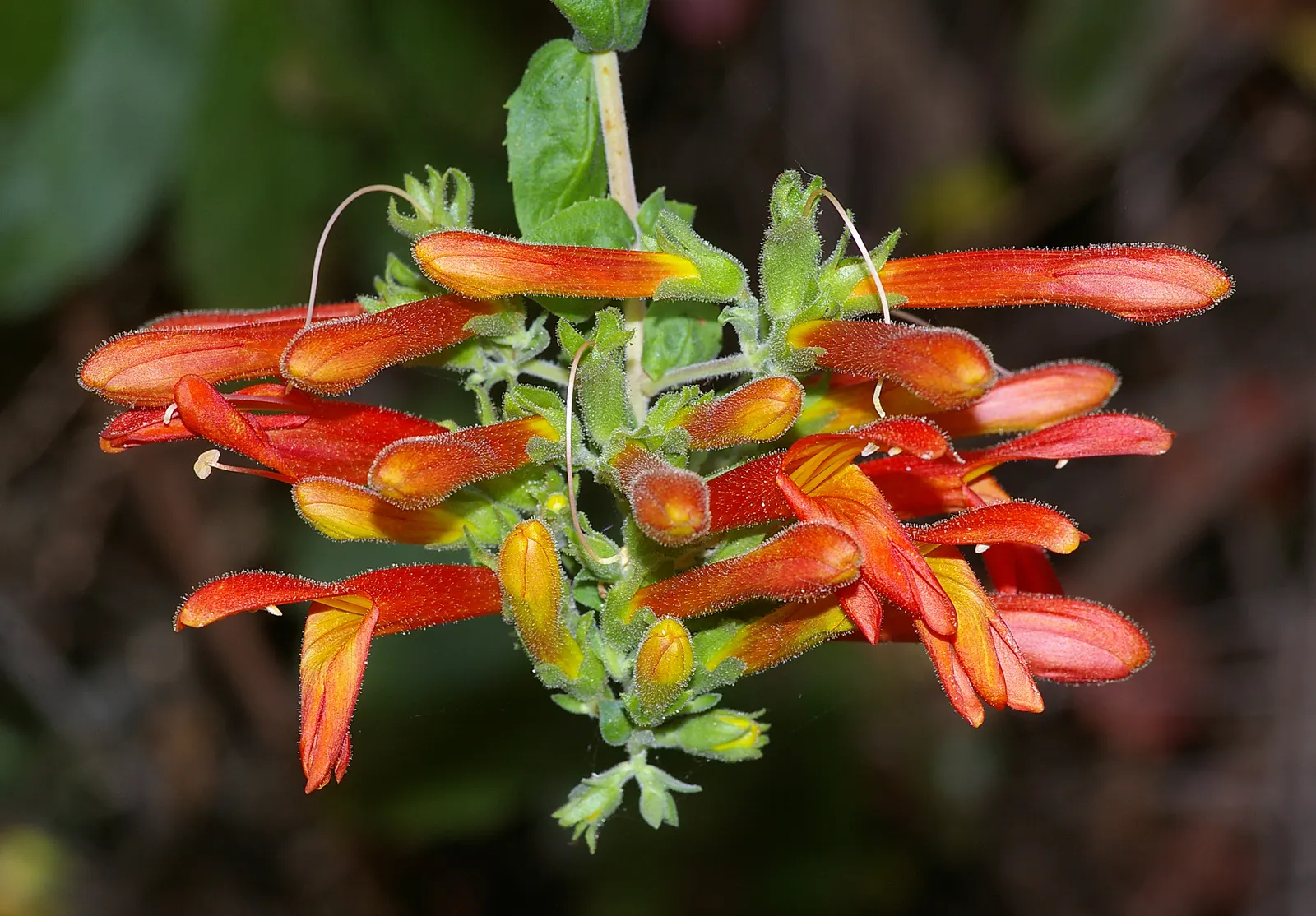 Heartleaf Keckiella (Keckiella Cordifolia) — requiring well-drained soil and minimal water post-establishment
