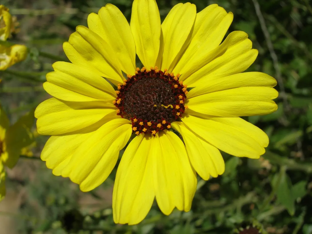 Bush Sunflower (Encelia Californica 'Paleo Yellow') — Prune lightly to maintain shape and promote flowering