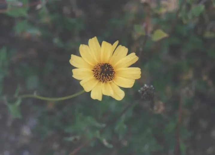 Bush Sunflower (Encelia Californica 'Paleo Yellow') — the Bush Sunflower is an excellent choice for adding a layer of low-maintenance