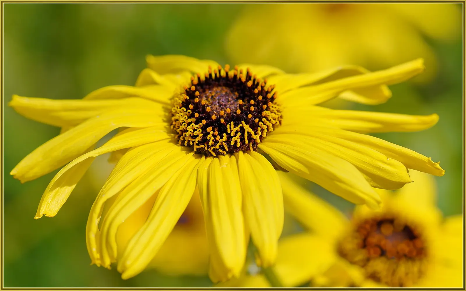 Bush Sunflower (Encelia Californica 'Paleo Yellow') — evergreen shrub native to the sunny climates of coastal California; commonly known as the Bush Sunflower