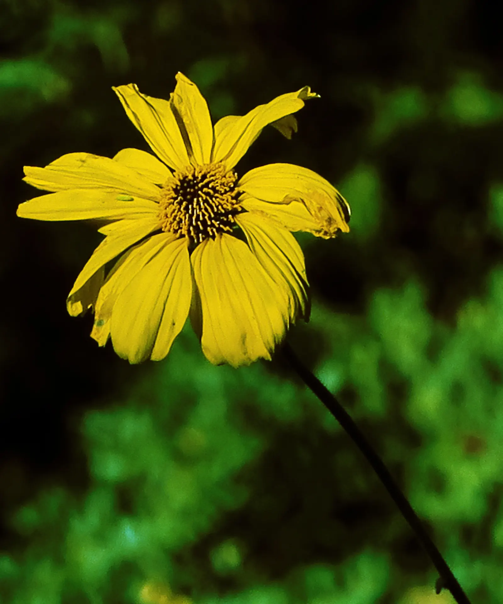 Bush Sunflower (Encelia Californica 'Paleo Yellow') — multi-colored and yellow flowers in the garden