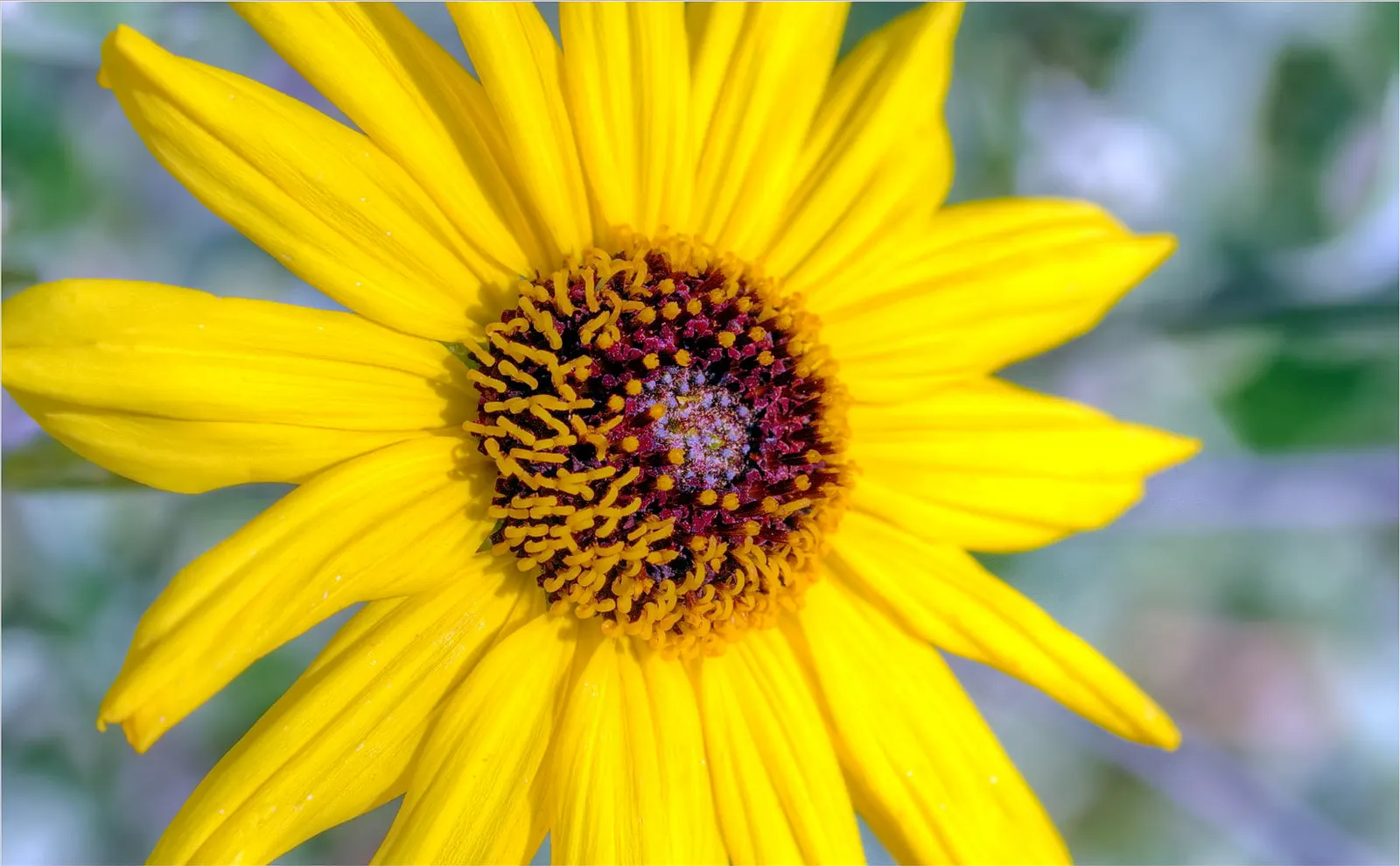 Bush Sunflower (Encelia Californica 'Paleo Yellow') — This drought-resistant native spans 3-4 feet tall and wide, requiring minimal water once, image 26