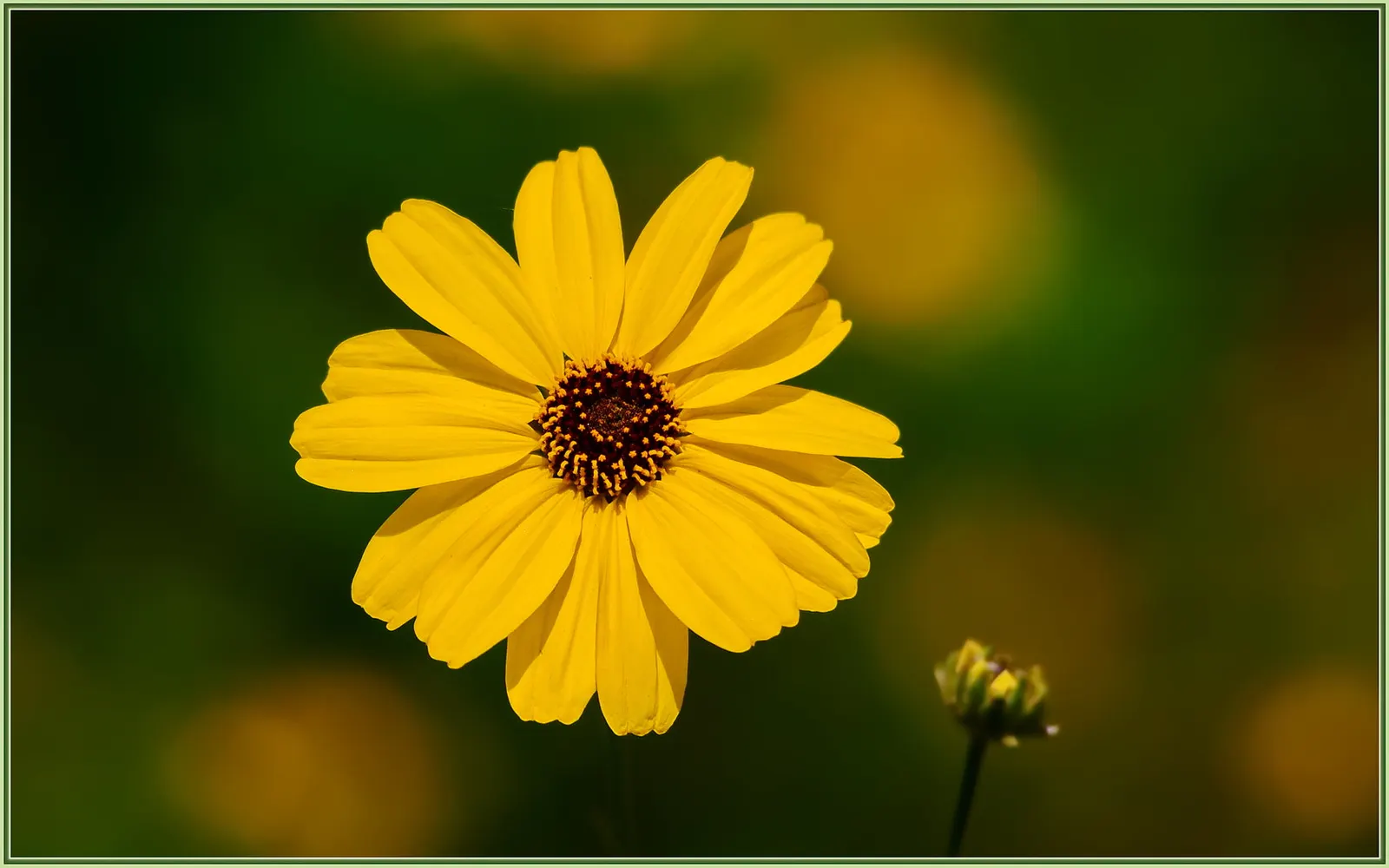 Bush Sunflower (Encelia Californica 'Paleo Yellow') — augmenting its aesthetic contribution with ecological benefits