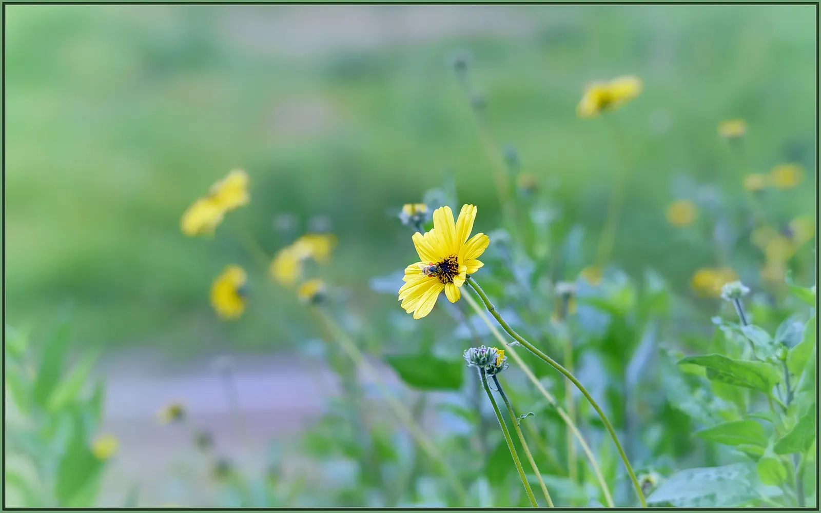 Bush Sunflower (Encelia Californica 'Paleo Yellow') — The Bush Sunflower, Encelia californica 'Paleo Yellow', is a vibrant evergreen shrub, thriving in zones