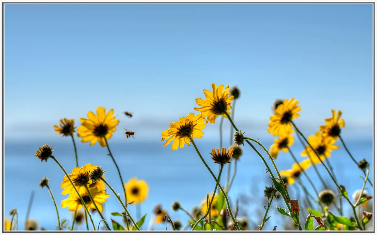 Bush Sunflower (Encelia Californica 'Paleo Yellow') — It boasts golden-yellow 3-inch blooms that delight under full sun; its foliage consists of silver-green