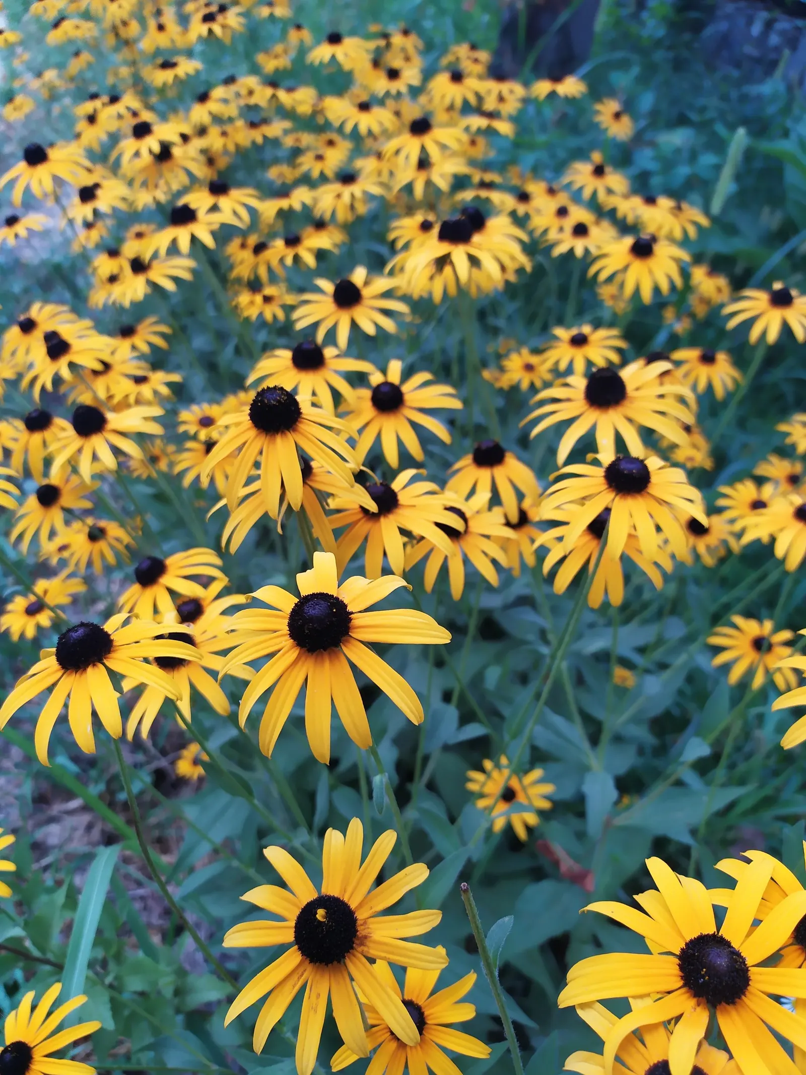 Bush Sunflower (Encelia Californica 'Paleo Yellow') — Pair it with other drought-tolerant species or use it to create a bright
