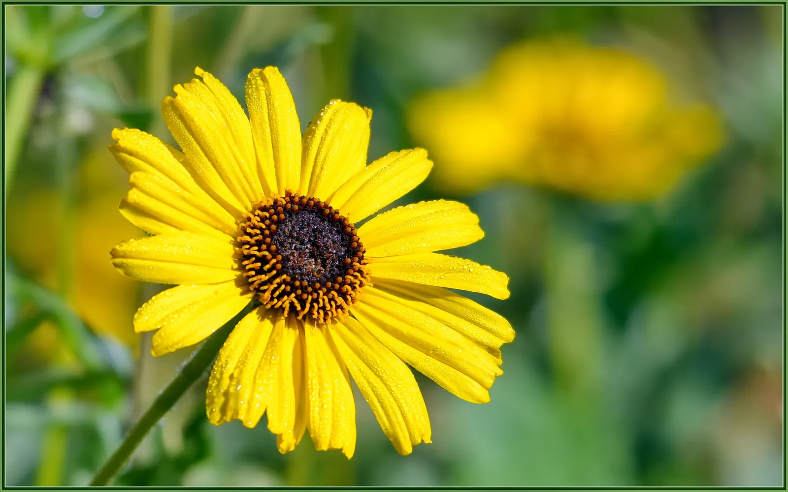 Bush Sunflower (Encelia Californica 'Paleo Yellow') — Its foliage consists of silver-green