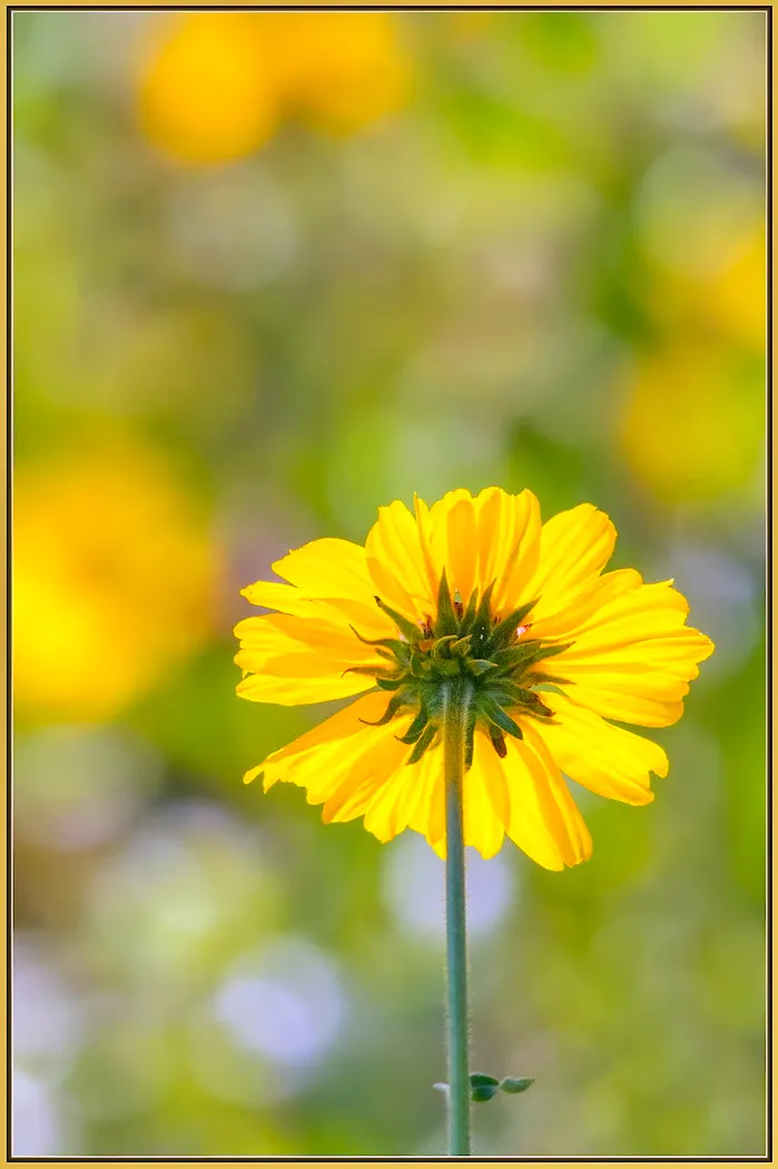 Bush Sunflower (Encelia Californica 'Paleo Yellow') — commonly known as the Bush Sunflower; shrub / wildflower for full