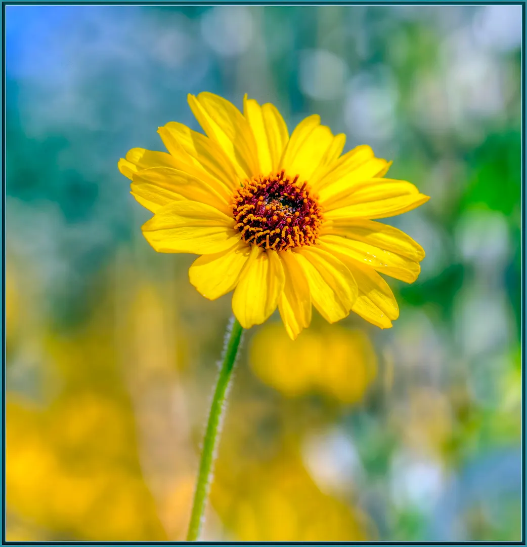 Bush Sunflower (Encelia Californica 'Paleo Yellow') — low-maintenance border or accent piece in eco-conscious landscapes; the Bush Sunflower is an excellent