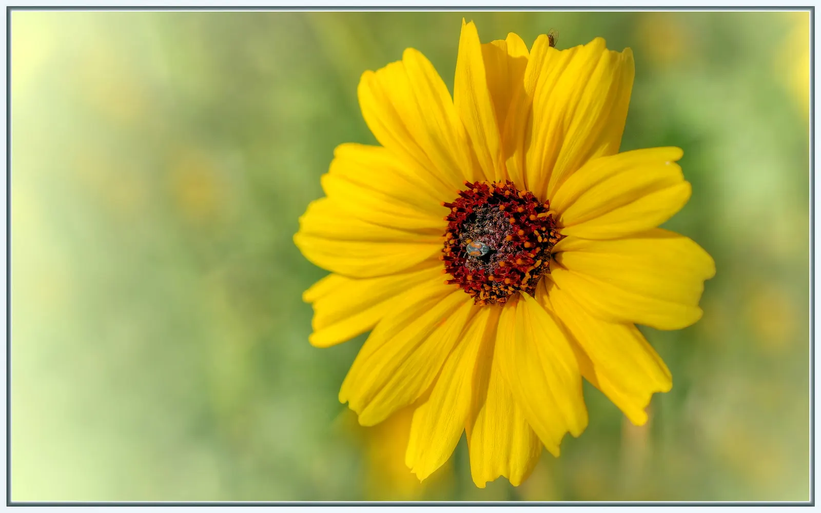Bush Sunflower (Encelia Californica 'Paleo Yellow') — Regular deadheading can encourage more prolific blooms