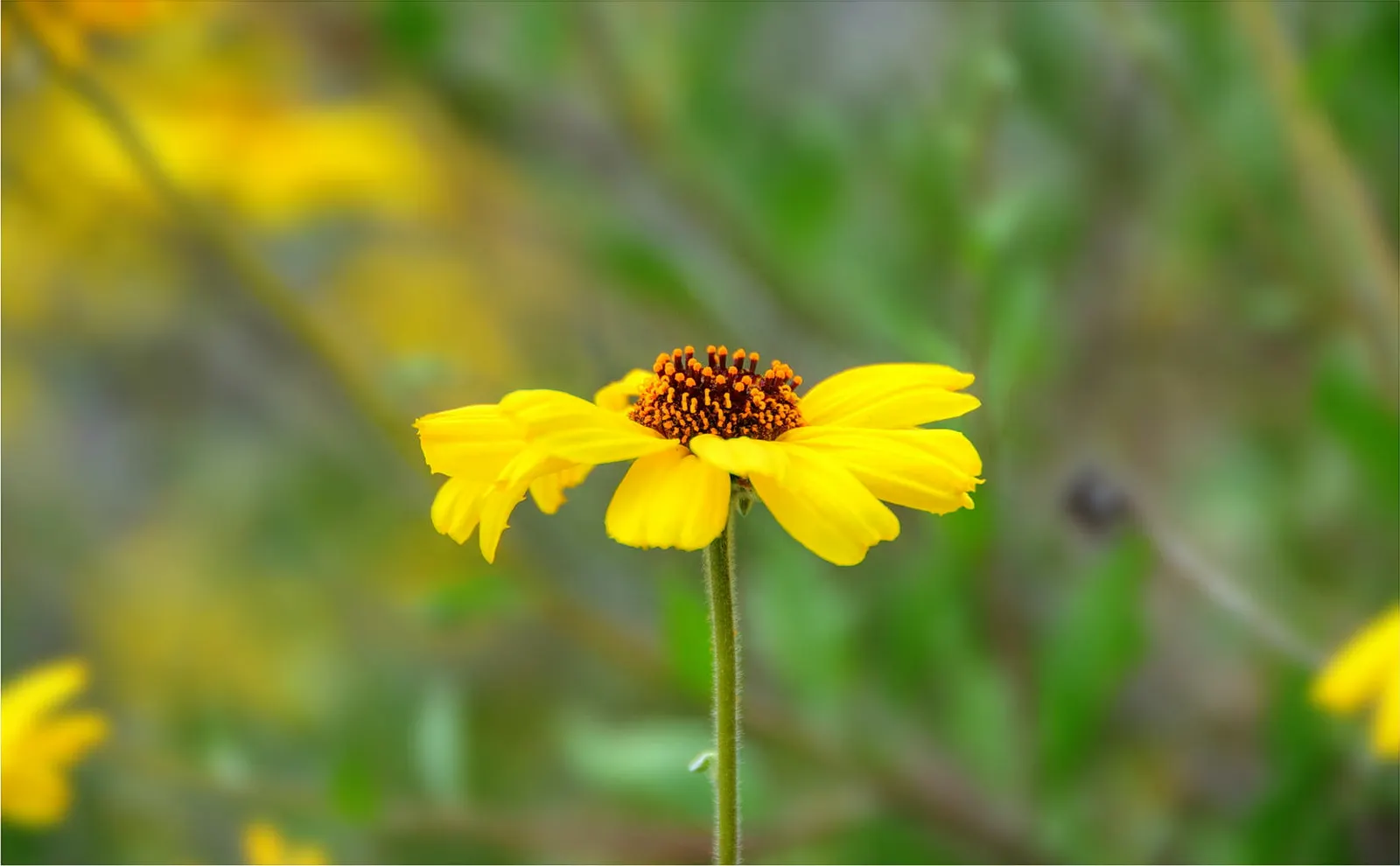 Bush Sunflower (Encelia Californica 'Paleo Yellow') — making it an ideal candidate for water-wise landscapes and xeriscaping designs.<br><br>In the garden