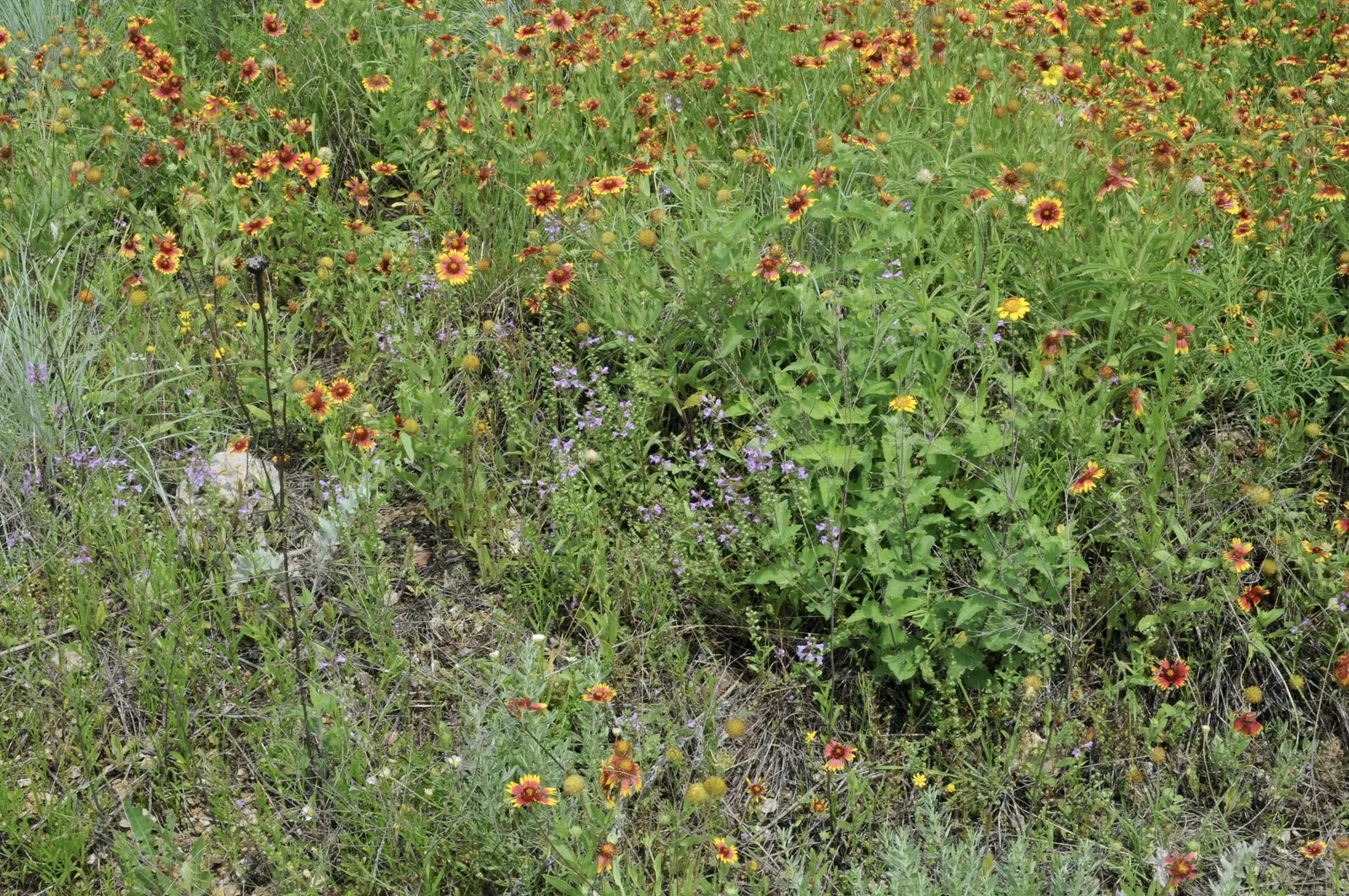 Bush Sunflower (Encelia Californica 'Paleo Yellow') — evergreen shrub native to the sunny climates of coastal California