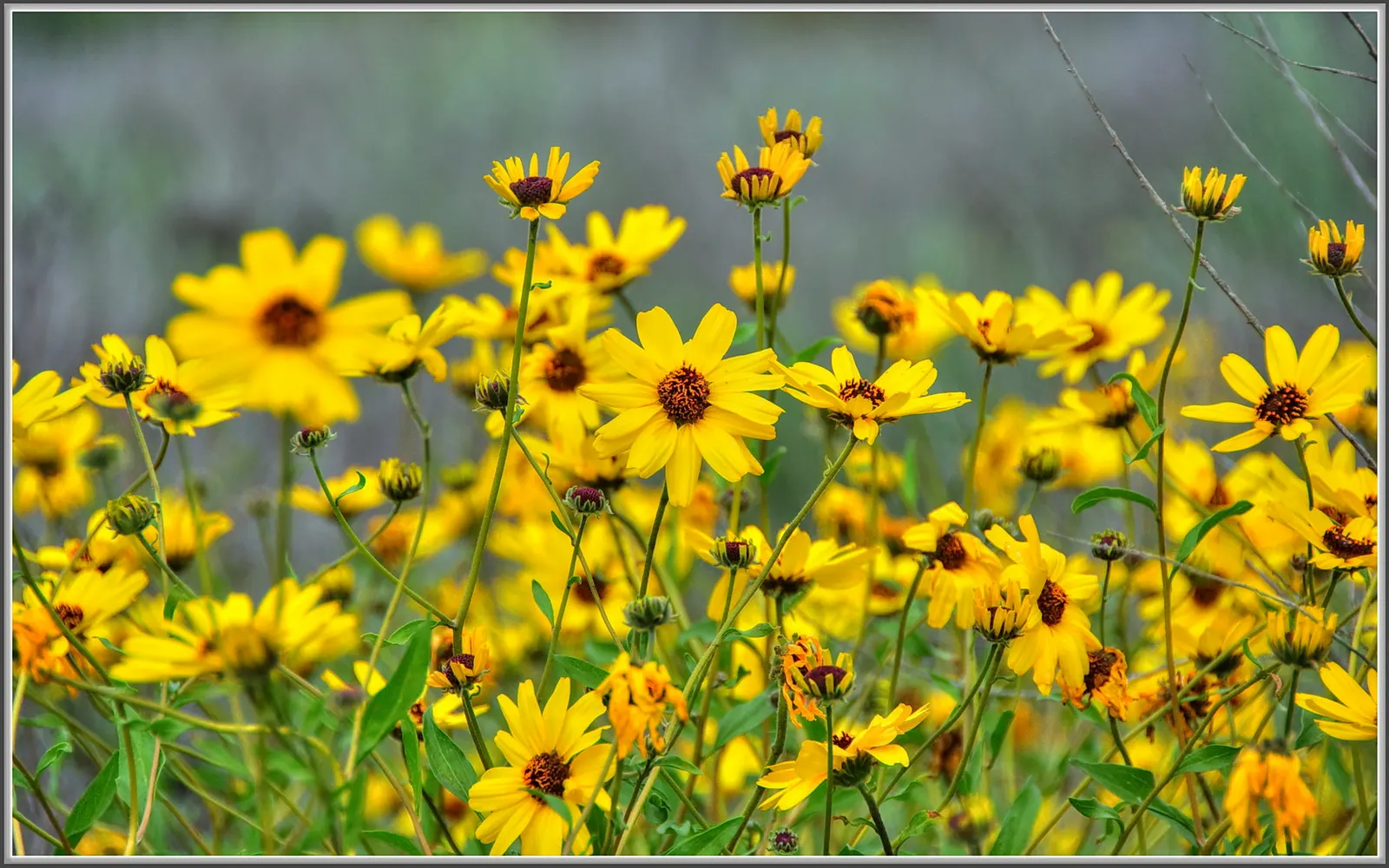 Bush Sunflower (Encelia Californica 'Paleo Yellow') — commonly known as the Bush Sunflower