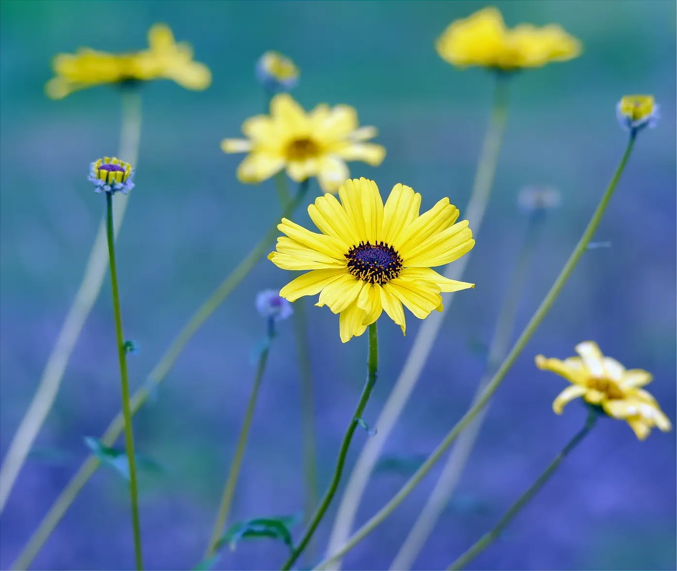 Bush Sunflower (Encelia Californica 'Paleo Yellow') — the Encelia californica 'Paleo Yellow' has low water requirements