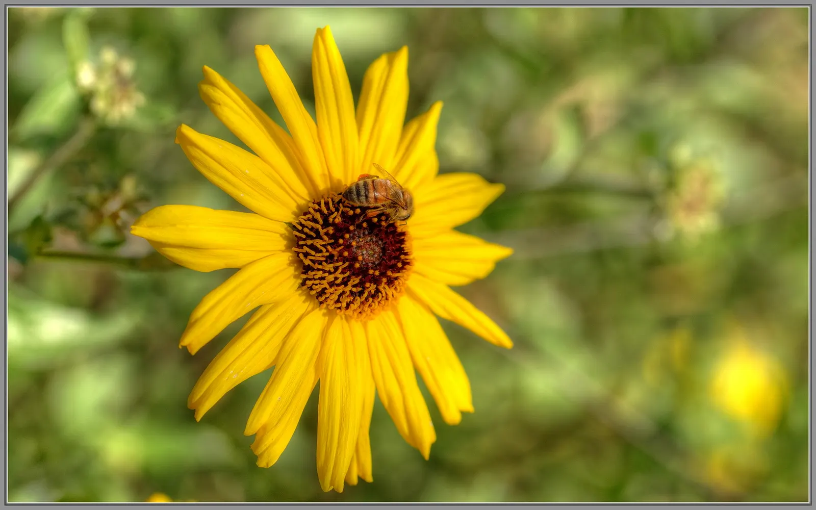 Bush Sunflower (Encelia Californica 'Paleo Yellow') — shrub / wildflower for full