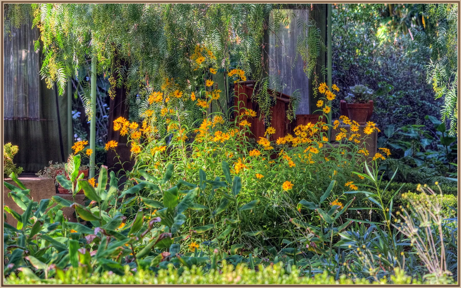 Bush Sunflower (Encelia Californica 'Paleo Yellow') — Prune lightly to maintain shape and promote flowering; augmenting its aesthetic contribution with