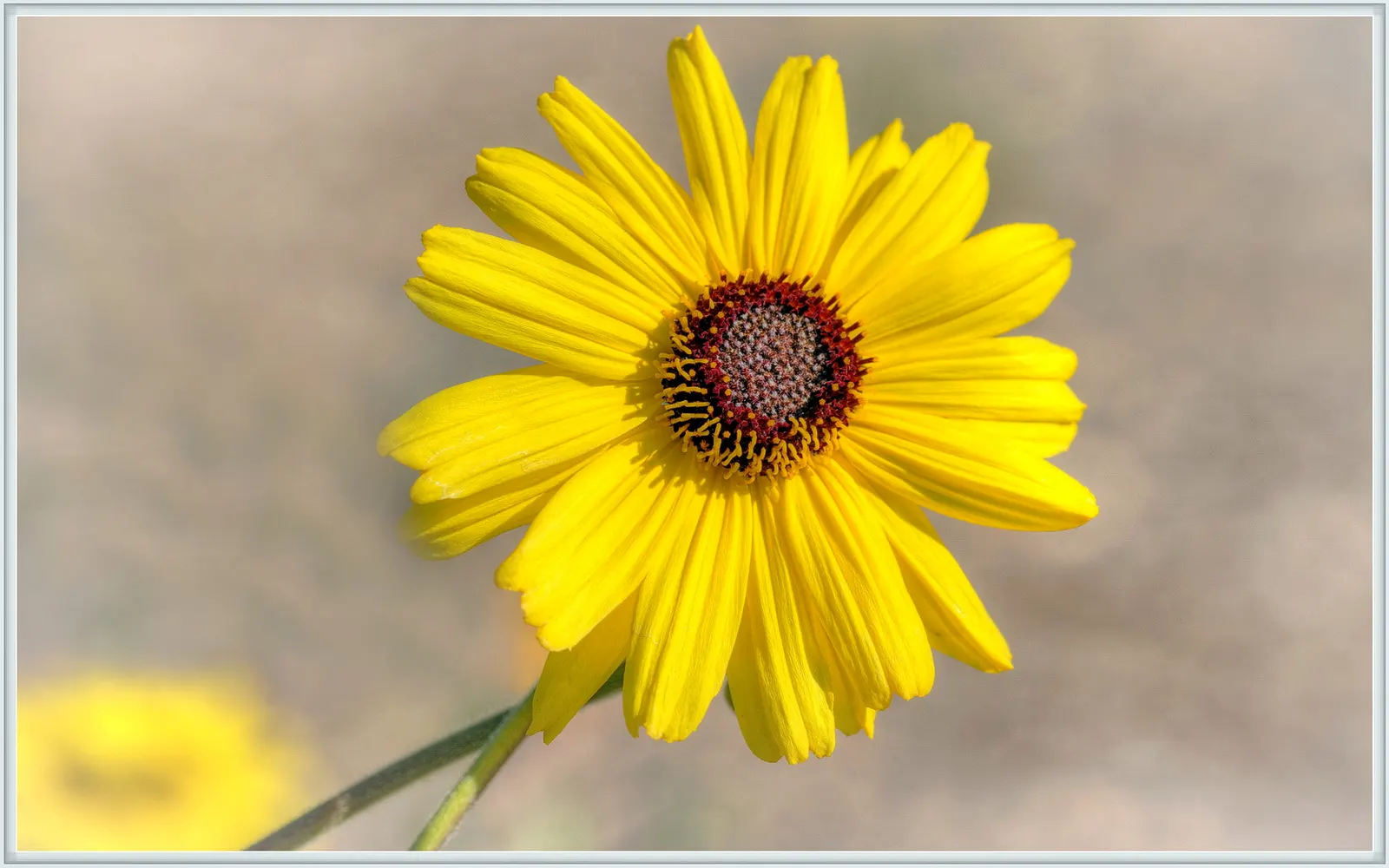 Bush Sunflower (Encelia Californica 'Paleo Yellow') — informal hedge for a natural and cheerful addition to the landscape
