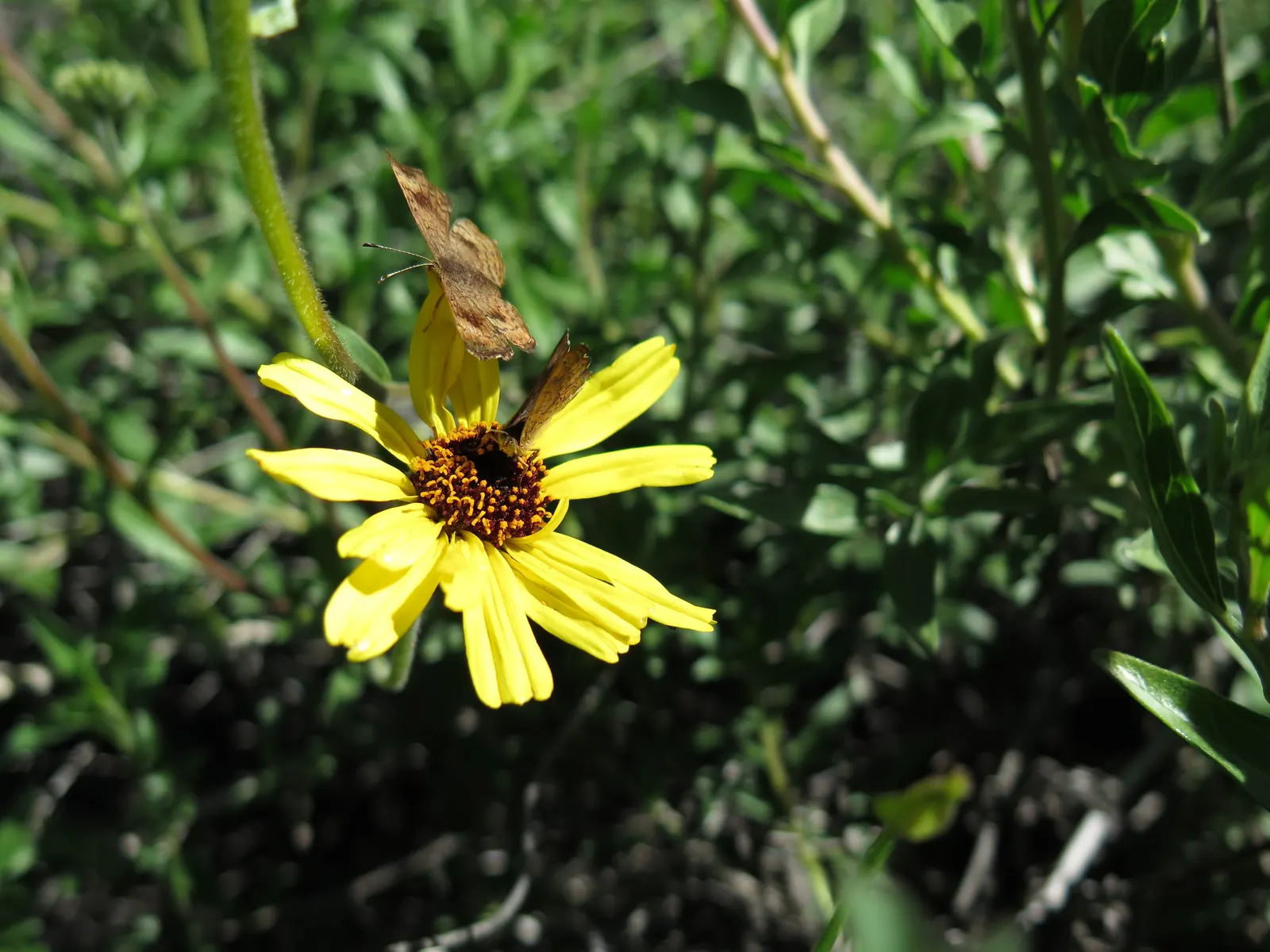 Bush Sunflower (Encelia Californica 'Paleo Yellow') — shrub / wildflower with multi-colored and yellow blooms