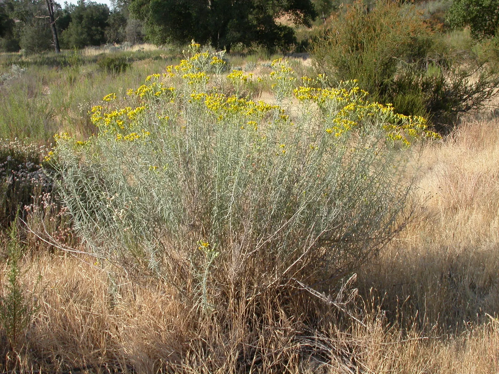Bush Sunflower (Encelia Californica 'Paleo Yellow') — It boasts golden-yellow 3-inch blooms that delight under full sun