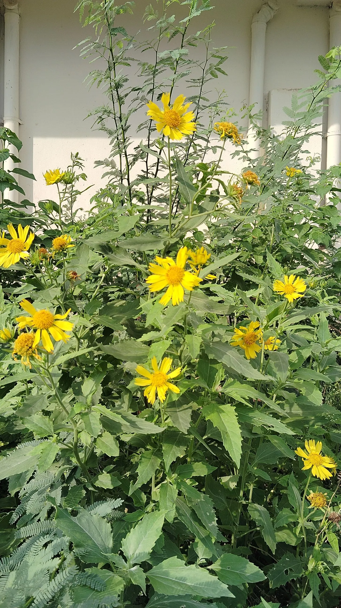 Bush Sunflower (Encelia Californica 'Paleo Yellow') — the Bush Sunflower is an excellent choice for adding a layer of low-maintenance; making it an ideal