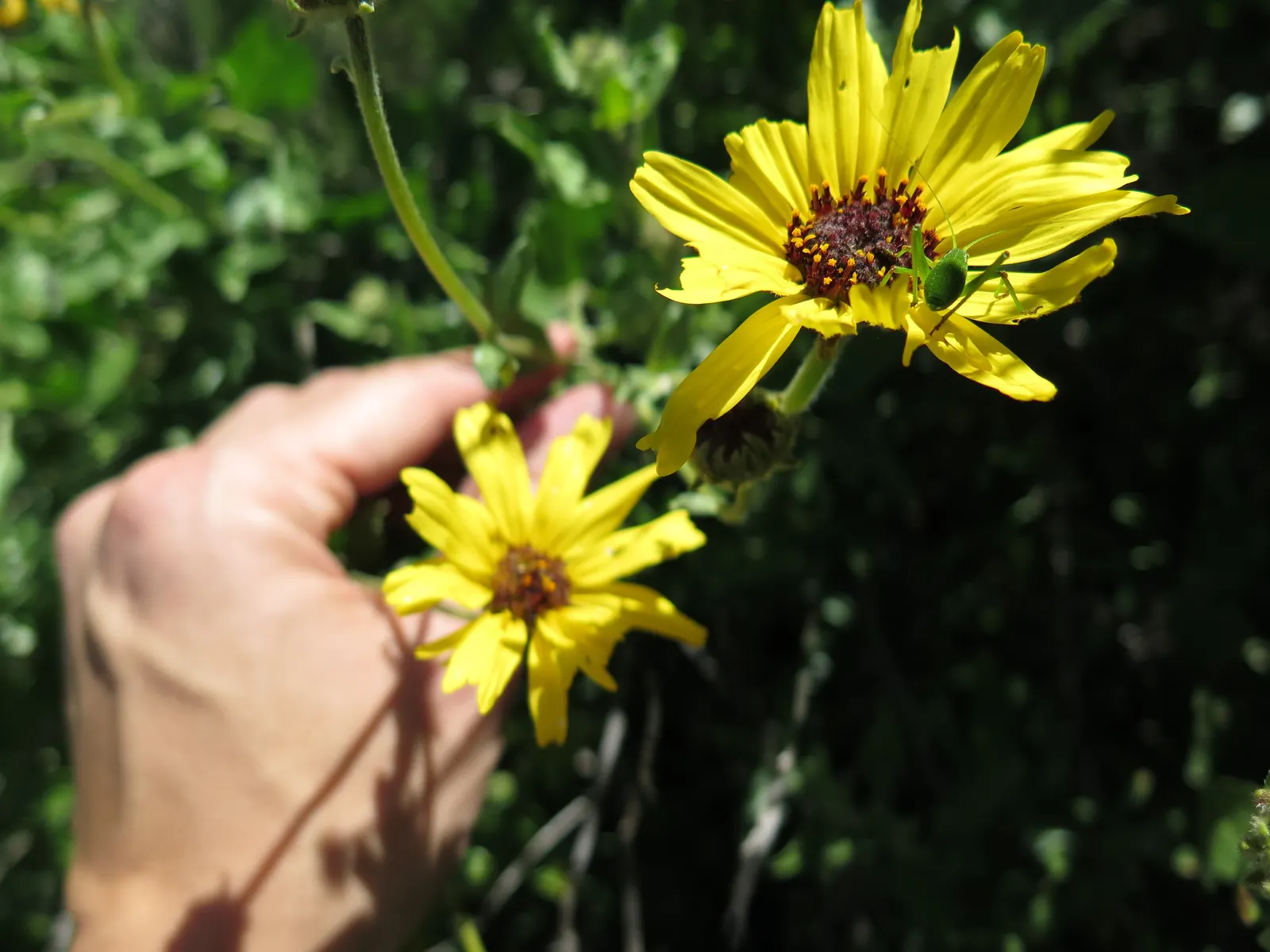 Bush Sunflower (Encelia Californica 'Paleo Yellow') — ensuring a season-long spectacle that both homeowners and garden visitors can enjoy