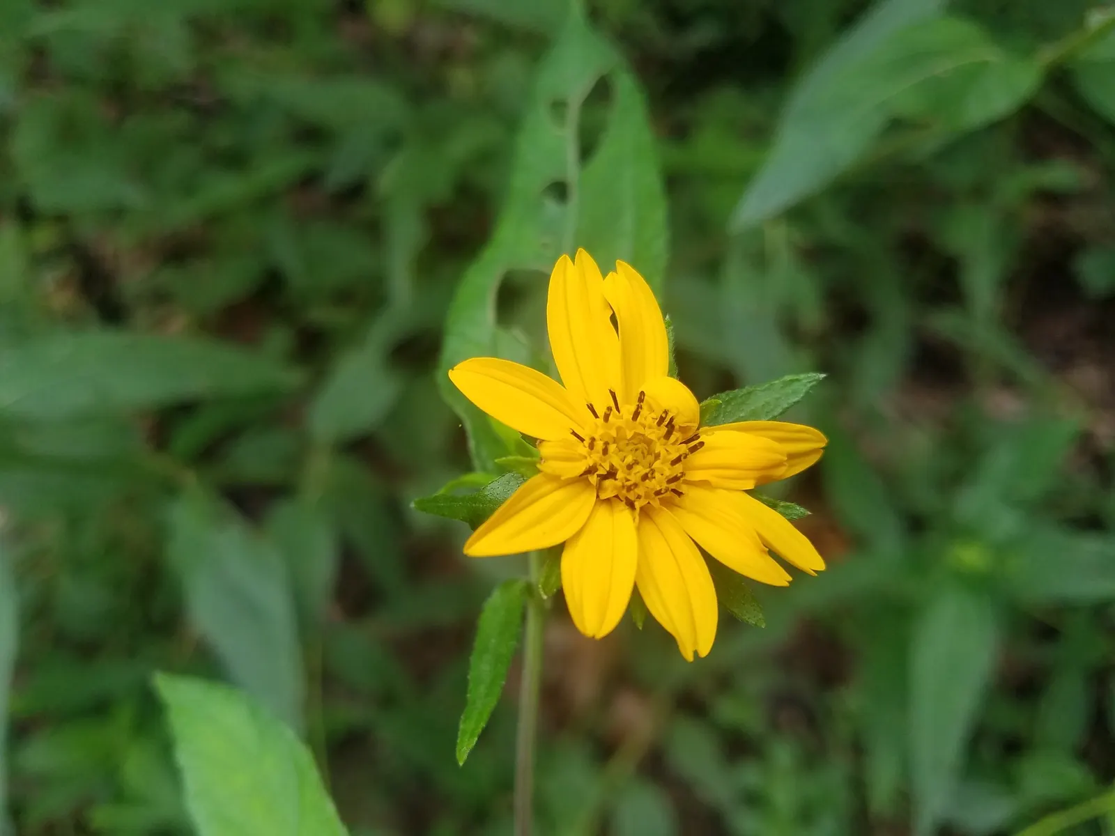 Bush Sunflower (Encelia Californica 'Paleo Yellow') — Its rapid growth and bushy demeanor make it ideal for a lively