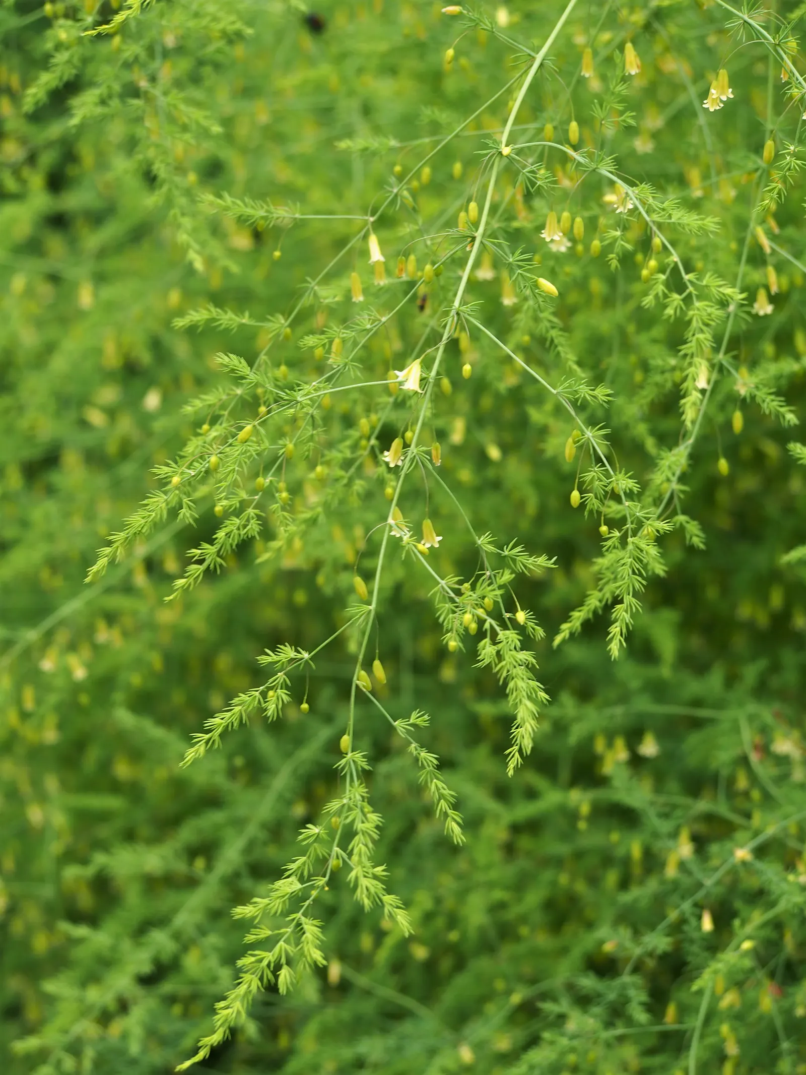 Edible Asparagus (Asparagus Officinalis) — Reaching a mature height of 4 to 5 feet with a spread of 2 to 3 feet; preferring full sunlight to, image 57