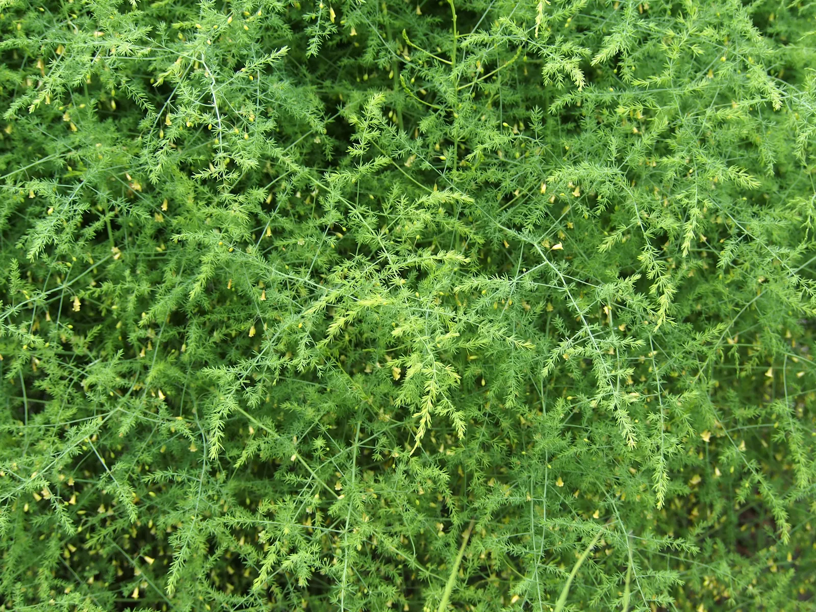 Edible Asparagus (Asparagus Officinalis) — Space rows 3-6 feet apart to accommodate mature spread