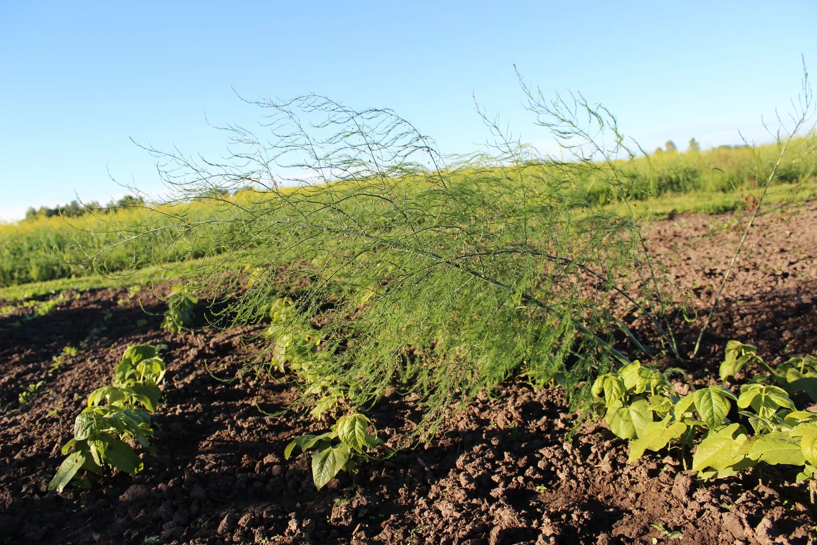 Edible Asparagus (Asparagus Officinalis) — Zones 4-9 suit its growth, requiring minimal care post-establishment; is a perennial flowering plant, image 77
