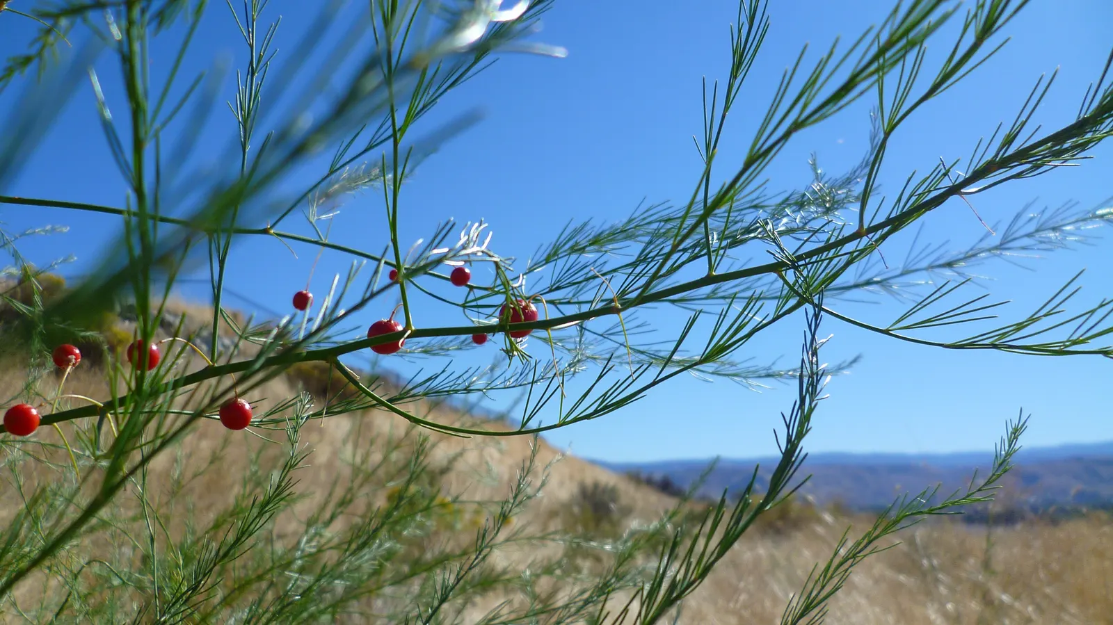 Edible Asparagus (Asparagus Officinalis) — feathery greenery to any landscape design