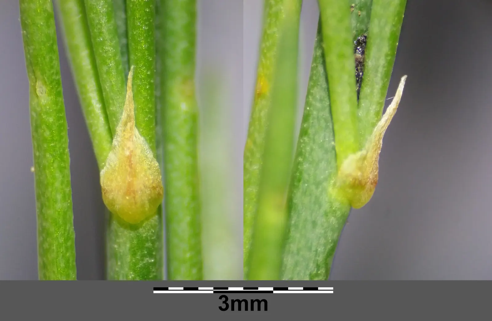 Edible Asparagus (Asparagus Officinalis) — Space rows 3-6 feet apart to accommodate mature spread; allowing about 12 to 18 inches between plants, image 102