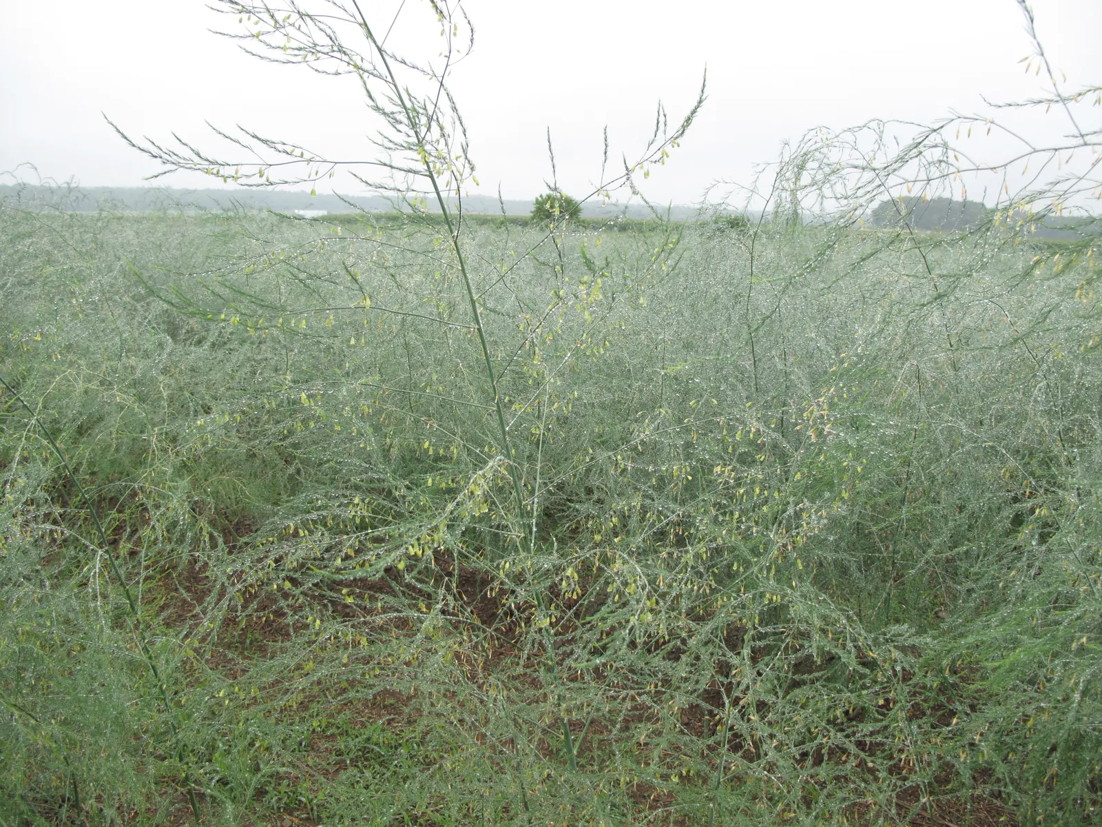 Edible Asparagus (Asparagus Officinalis) — feathery greenery to any landscape design; however, it is the young shoots, or 'spears', that are, image 82