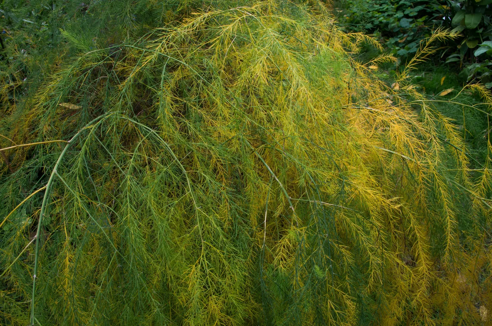 Edible Asparagus (Asparagus Officinalis) — Zones 4-9 suit its growth, requiring minimal care post-establishment; is a perennial flowering plant, image 53