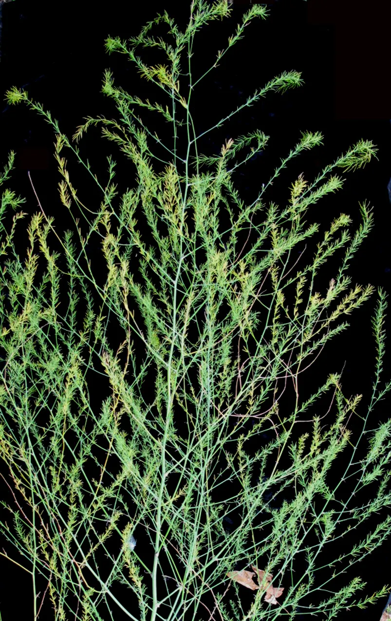 Edible Asparagus (Asparagus Officinalis) — preferring full sunlight to partial shade; reaching a mature height of 4 to 5 feet with a spread of 2 to 3 feet