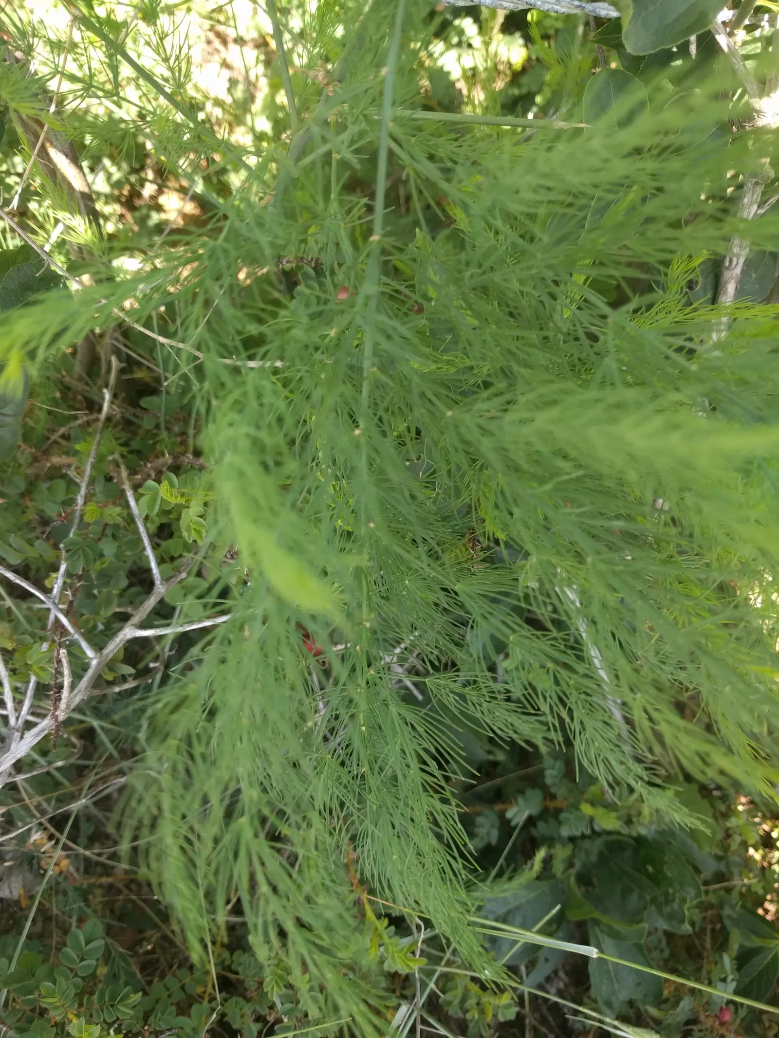 Edible Asparagus (Asparagus Officinalis) — It can also serve as an attractive seasonal screen; vegetable for full or half or shade