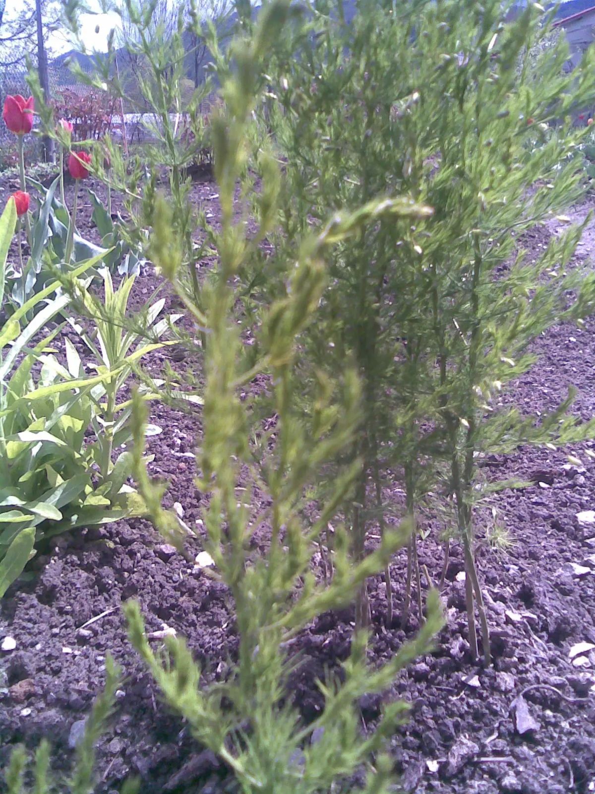 Edible Asparagus (Asparagus Officinalis) — Zones 4-9 suit its growth, requiring minimal care post-establishment; is a perennial flowering plant, image 101