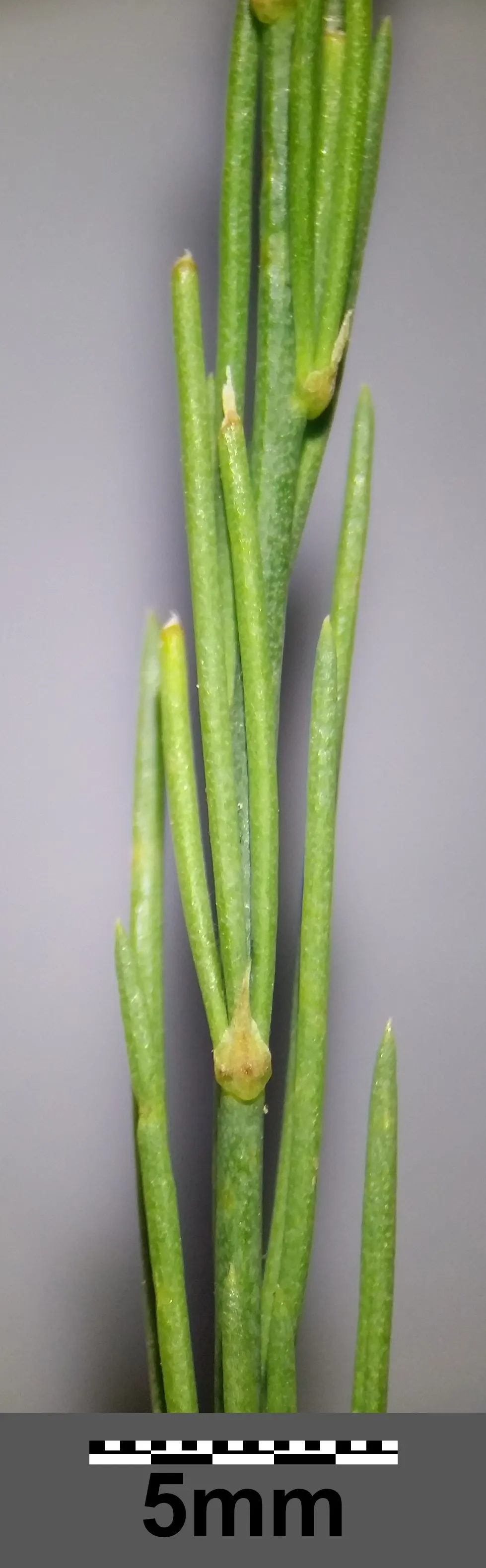Edible Asparagus (Asparagus Officinalis) — allowing about 12 to 18 inches between plants; space rows 3-6 feet apart to accommodate mature spread
