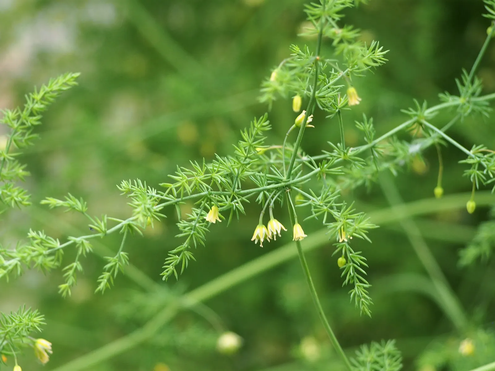 Edible Asparagus (Asparagus Officinalis) — It can also serve as an attractive seasonal screen; vegetable for full or half or shade, image 69