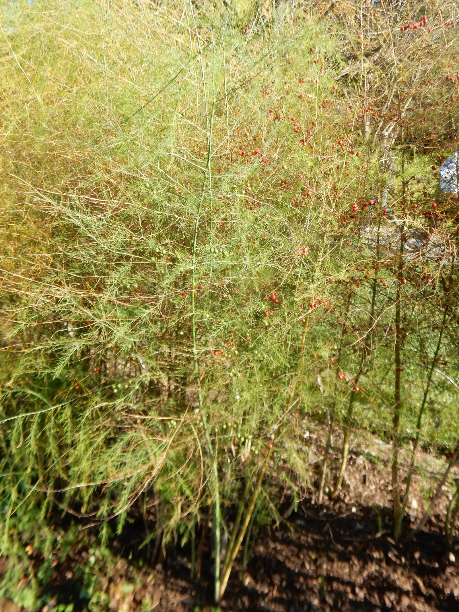 Edible Asparagus (Asparagus Officinalis) — Space rows 3-6 feet apart to accommodate mature spread; allowing about 12 to 18 inches between plants
