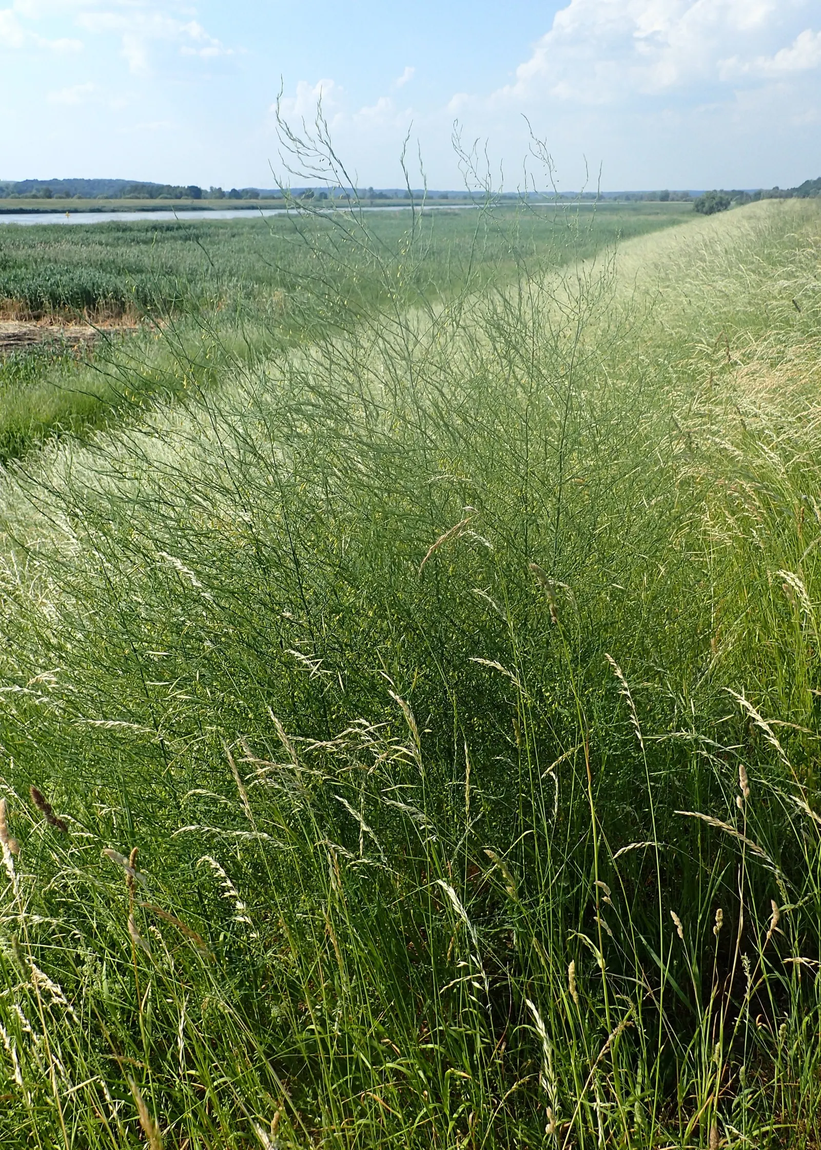 Edible Asparagus (Asparagus Officinalis) — This spacing ensures that the extensive root system has enough room to develop; and well-drained, image 88