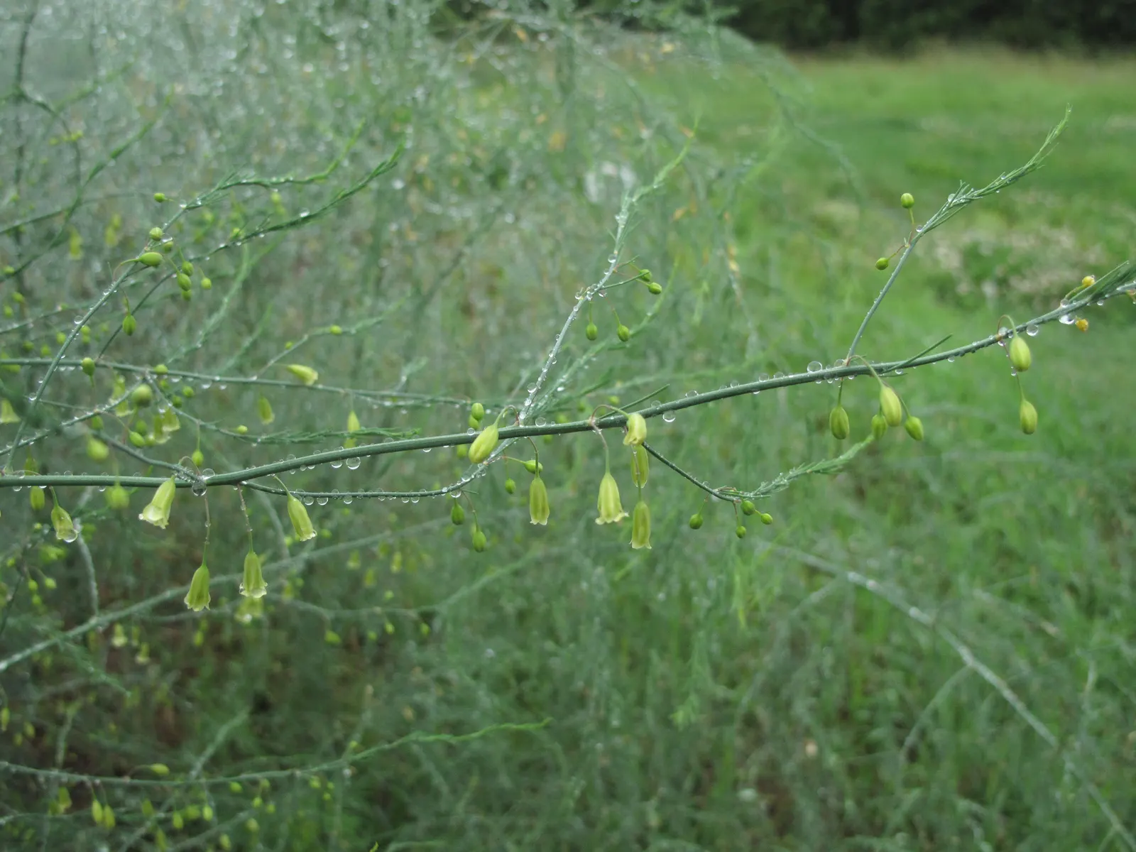 Edible Asparagus (Asparagus Officinalis) — Reaching a mature height of 4 to 5 feet with a spread of 2 to 3 feet; preferring full sunlight to, image 105