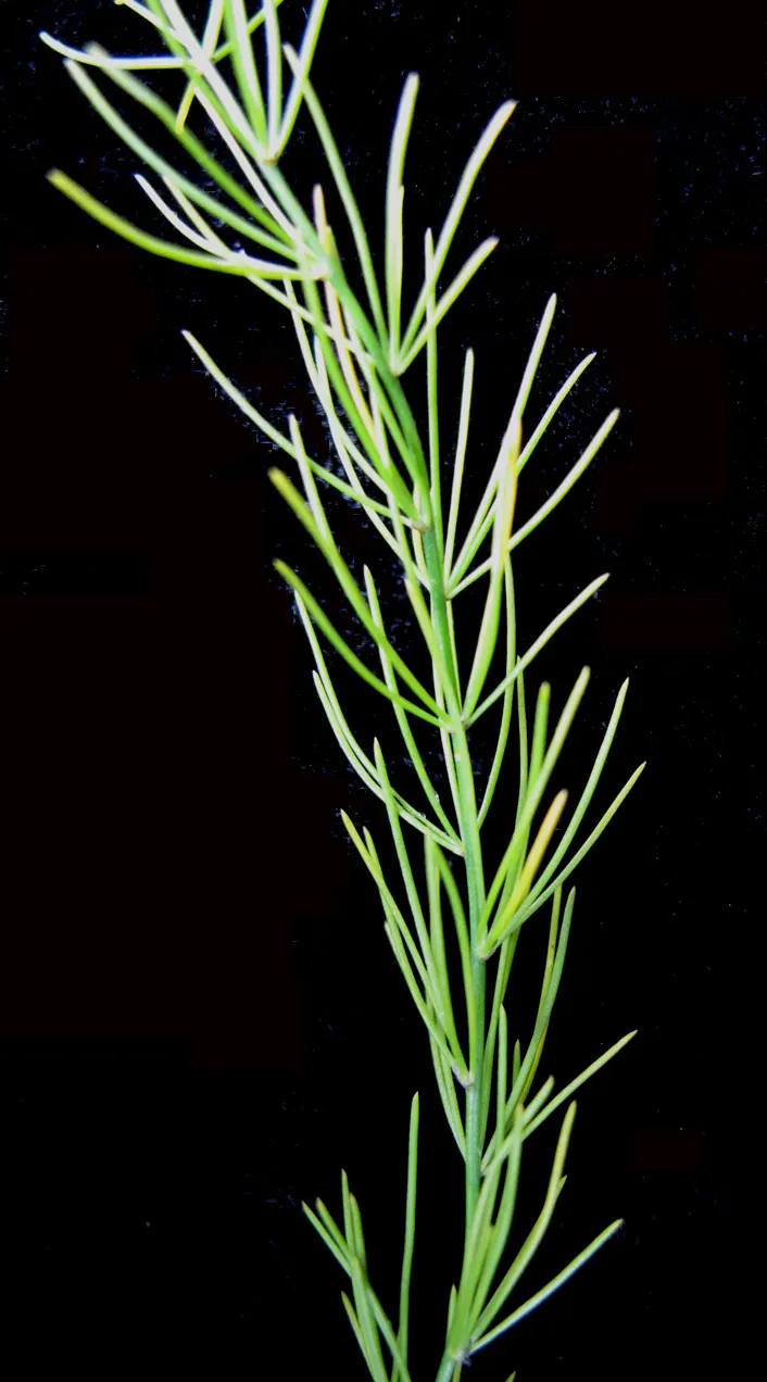 Edible Asparagus (Asparagus Officinalis) — Spears rise from a crown planted about 12-18 inches apart; contributing to the garden's autumnal palette, image 75