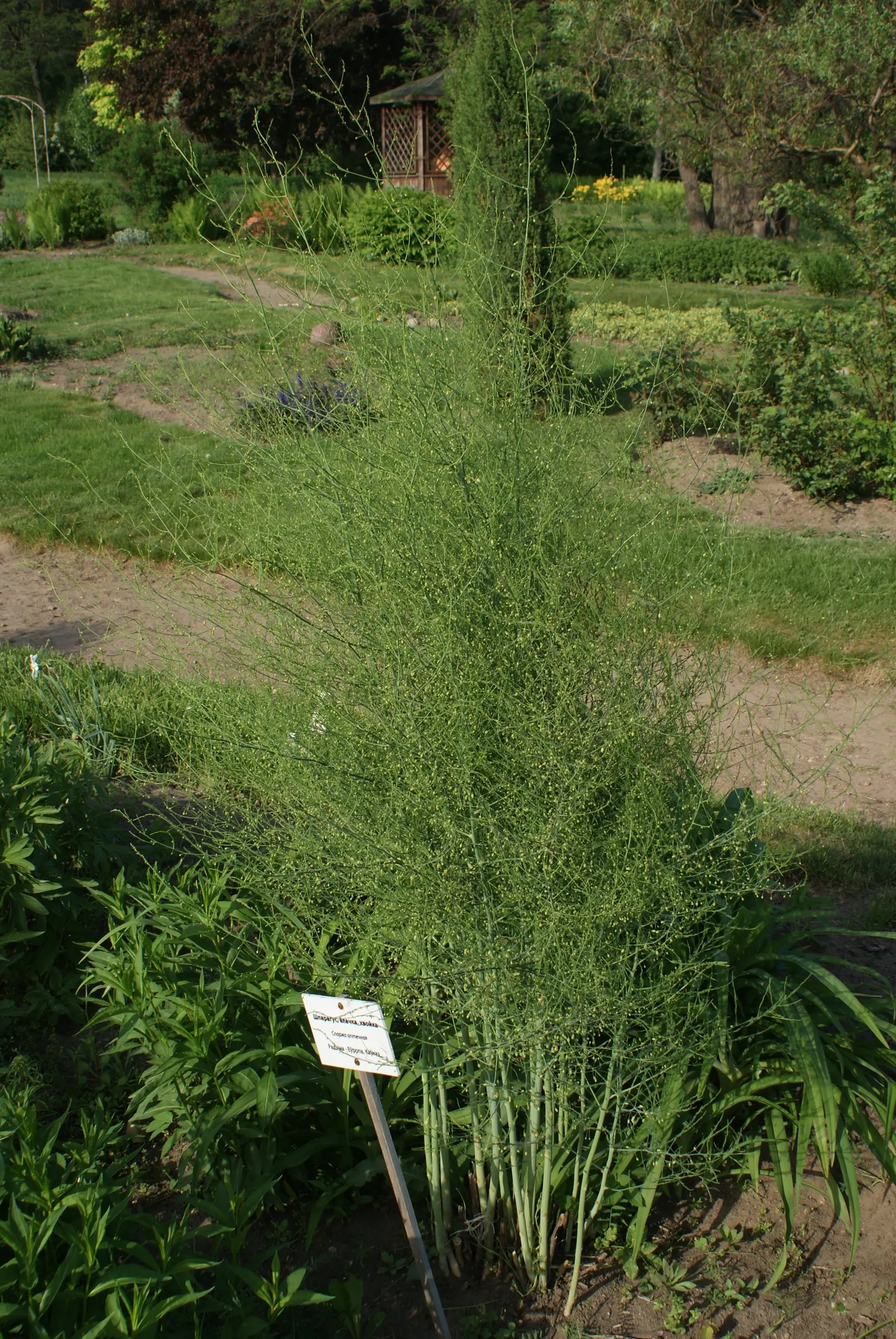 Edible Asparagus (Asparagus Officinalis) — plant crowns at a depth of approximately 6 to 8 inches below the soil surface; vegetable with white, image 62