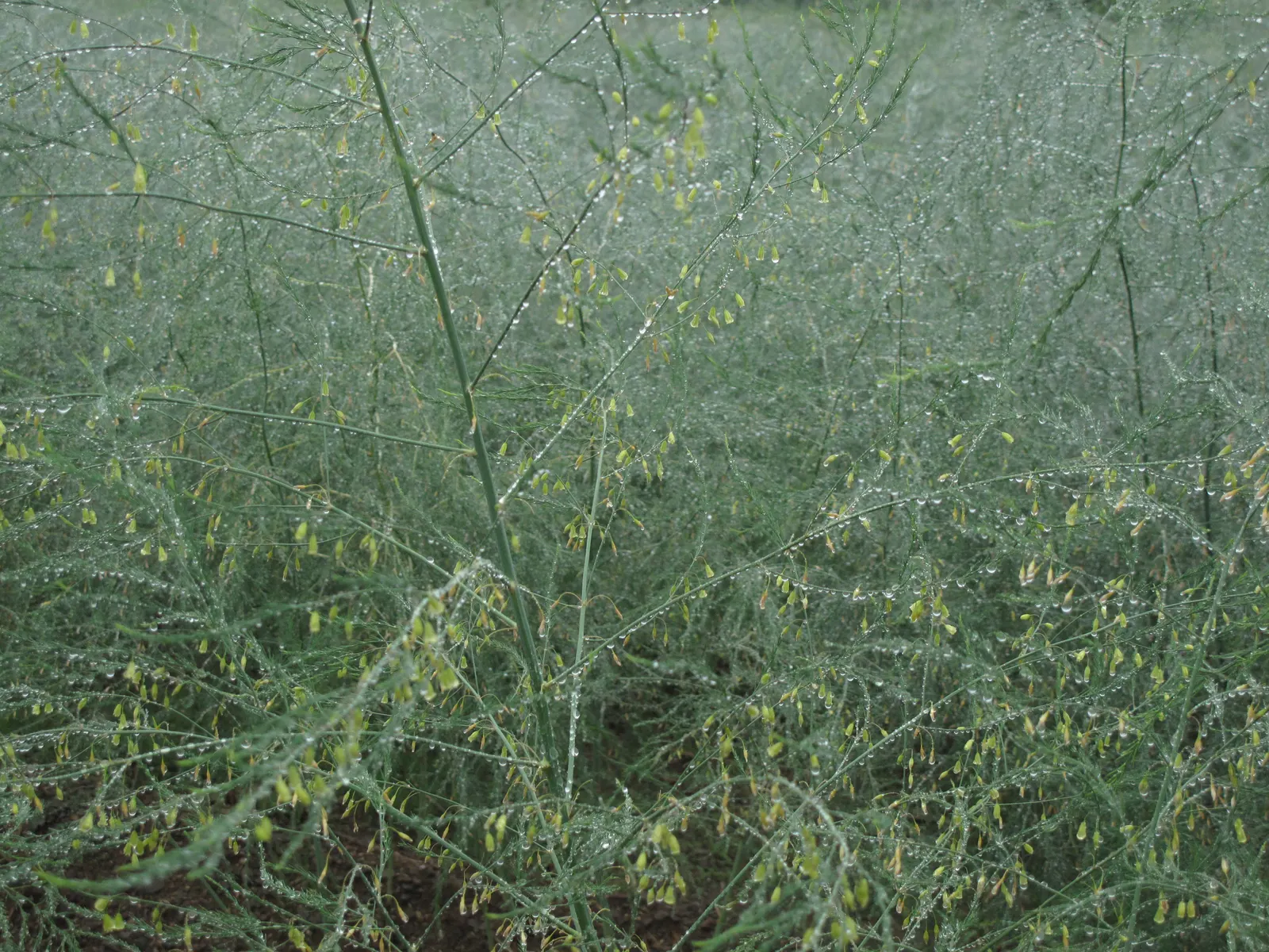 Edible Asparagus (Asparagus Officinalis) — vegetable for full or half or shade; it can also serve as an attractive seasonal screen, image 96