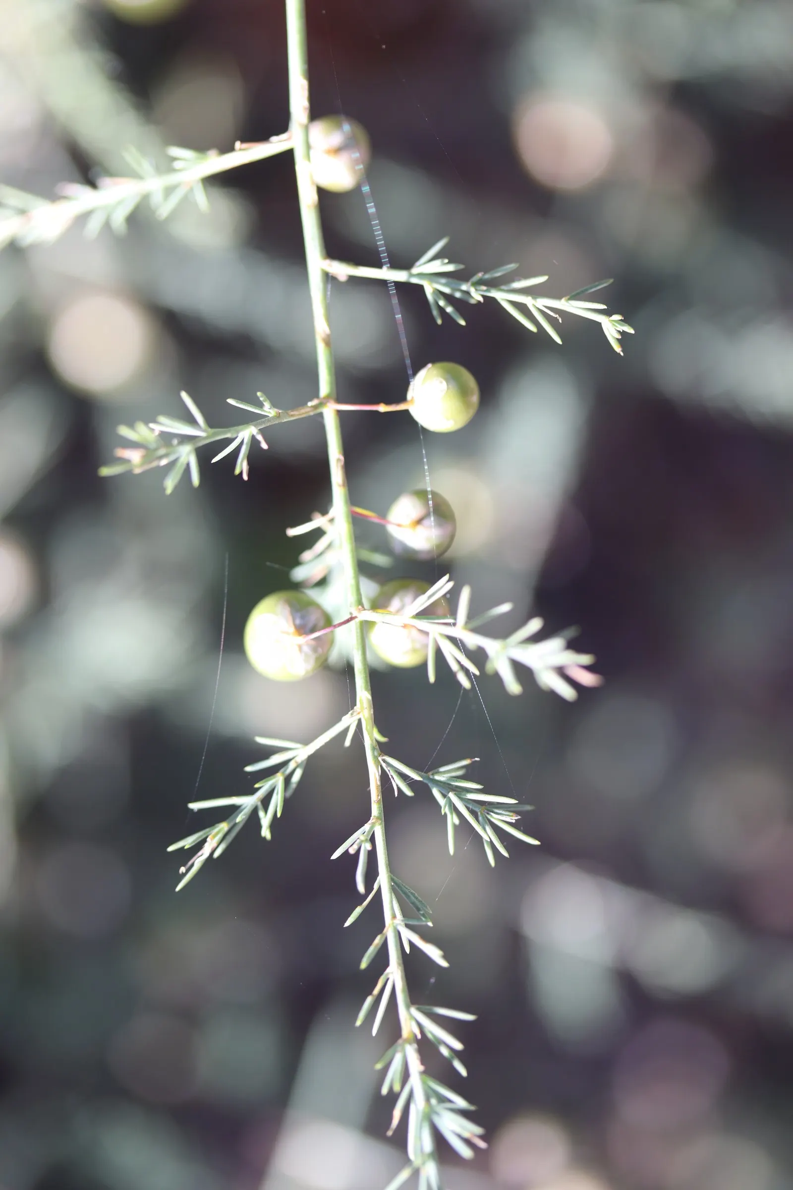 Edible Asparagus (Asparagus Officinalis) — vegetable for full or half or shade; it can also serve as an attractive seasonal screen