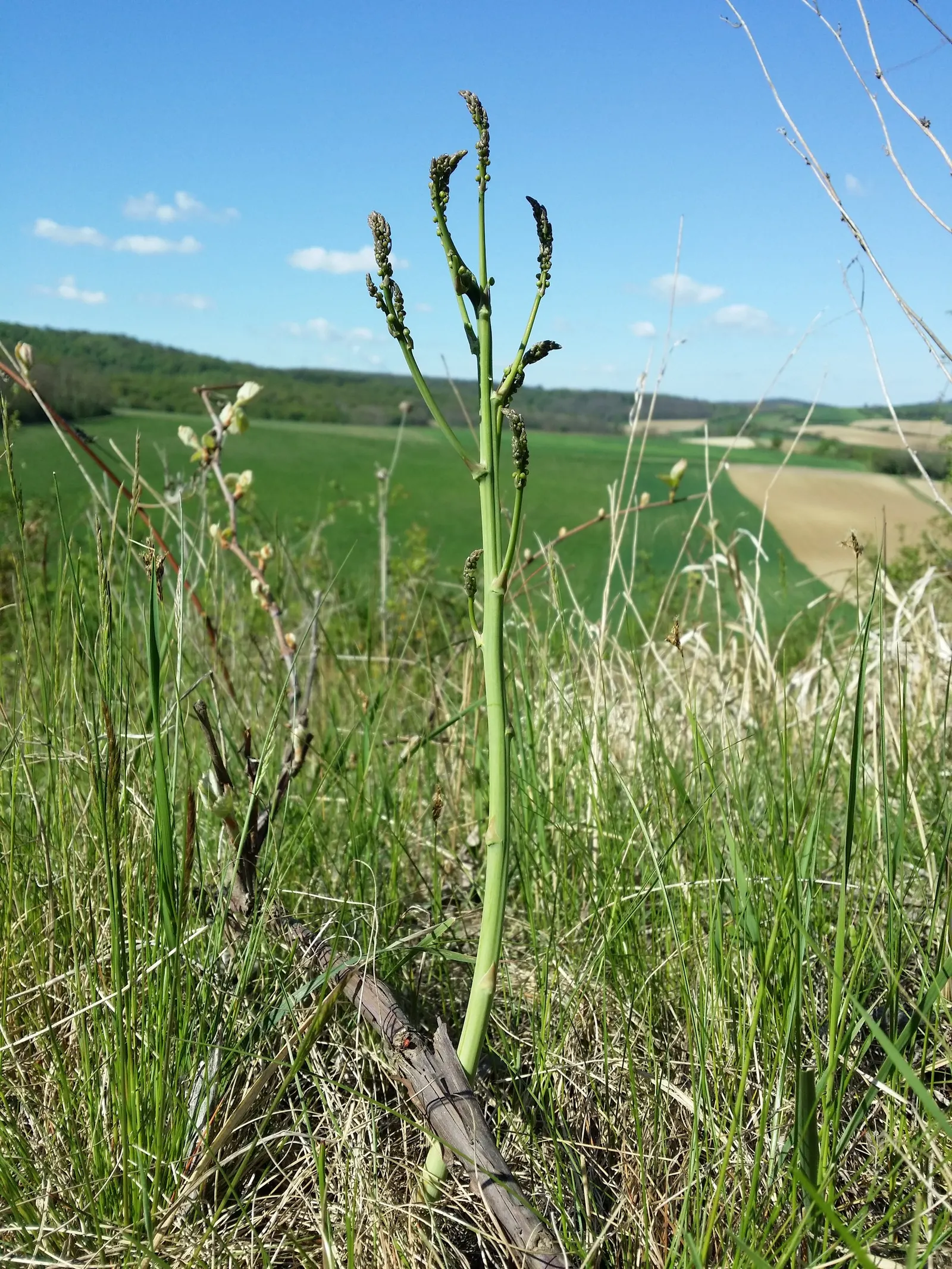 Edible Asparagus (Asparagus Officinalis) — allowing about 12 to 18 inches between plants; space rows 3-6 feet apart to accommodate mature spread, image 87