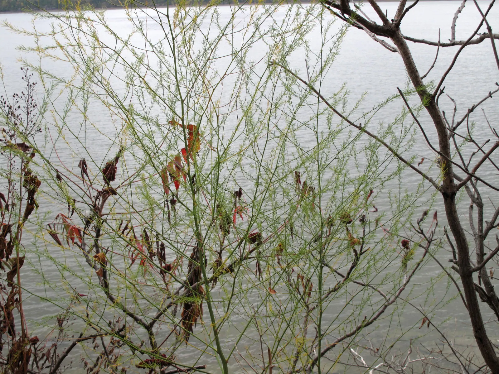 Edible Asparagus (Asparagus Officinalis) — Spears rise from a crown planted about 12-18 inches apart