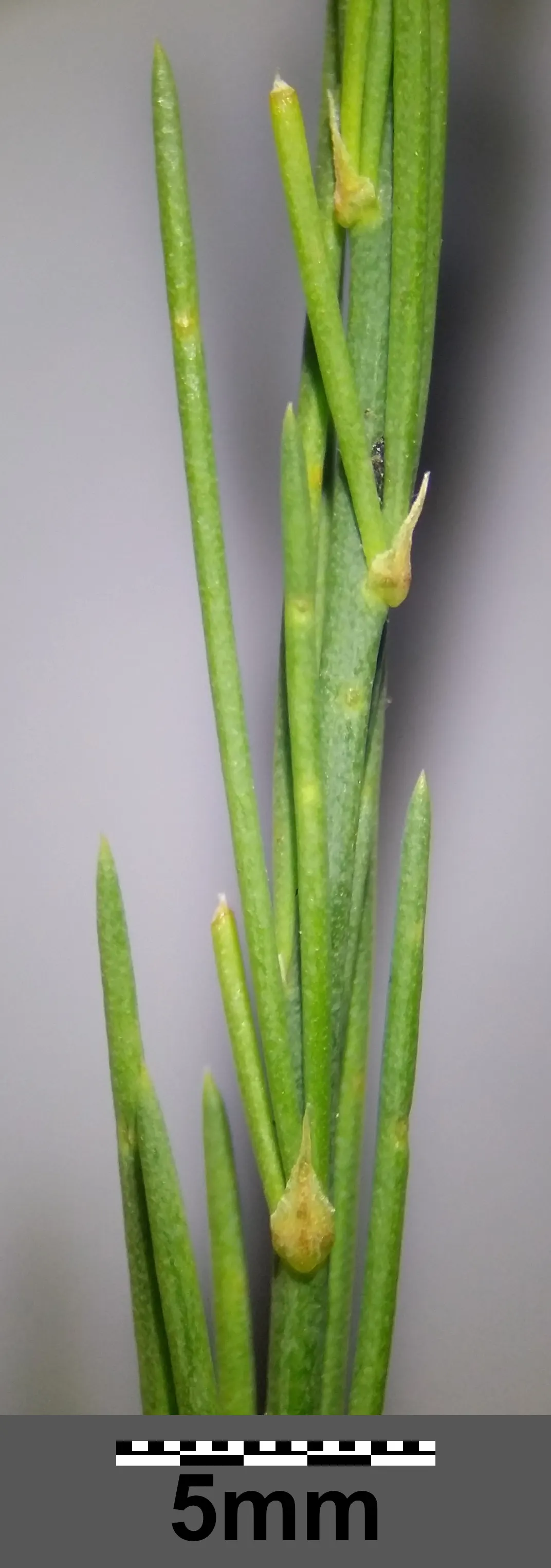 Edible Asparagus (Asparagus Officinalis) — feathery greenery to any landscape design; however, it is the young shoots, or 'spears', that are, image 106