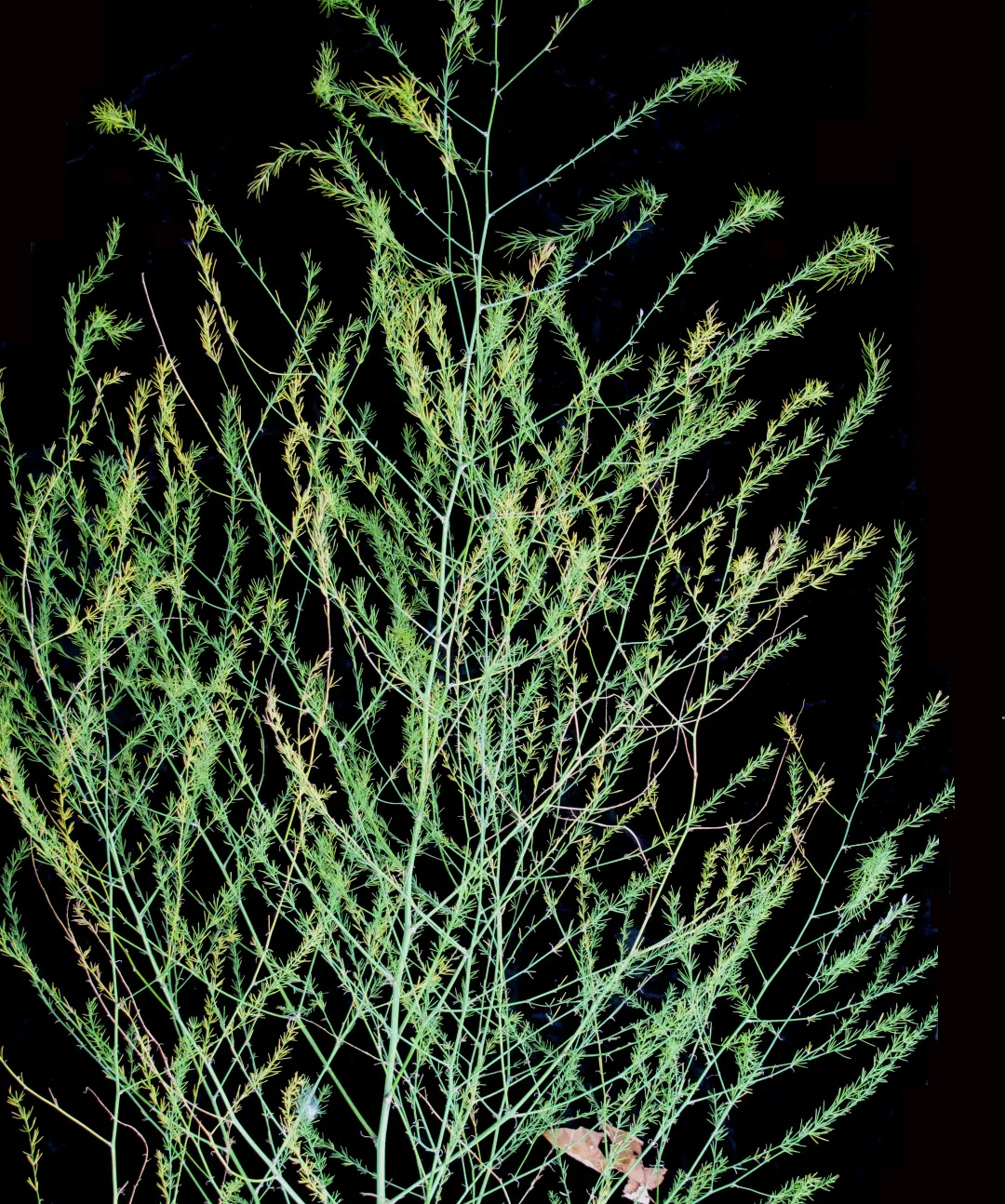 Edible Asparagus (Asparagus Officinalis) — contributing to the garden's autumnal palette